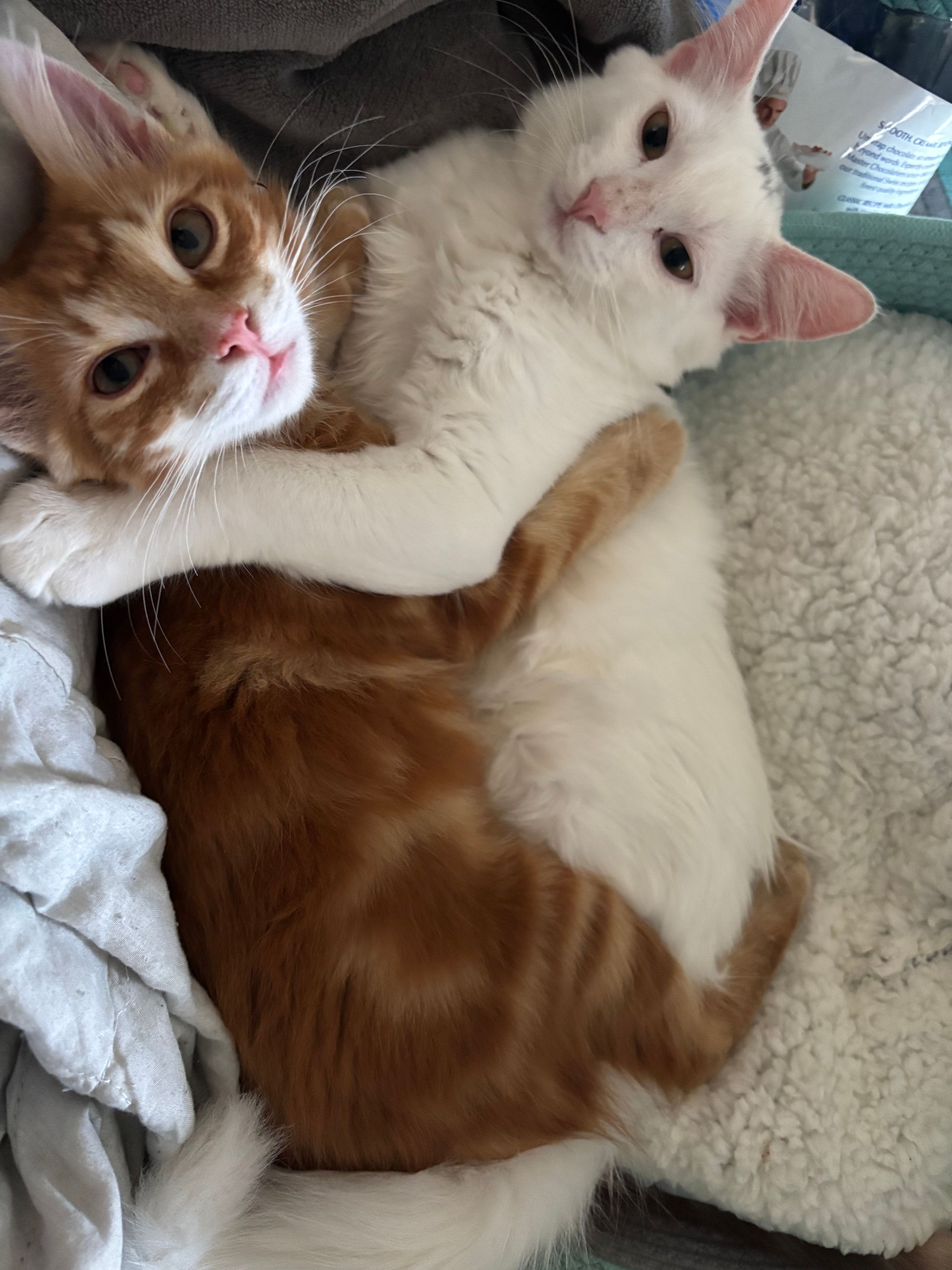 VILLAGE OF PAWSITIVITY's image