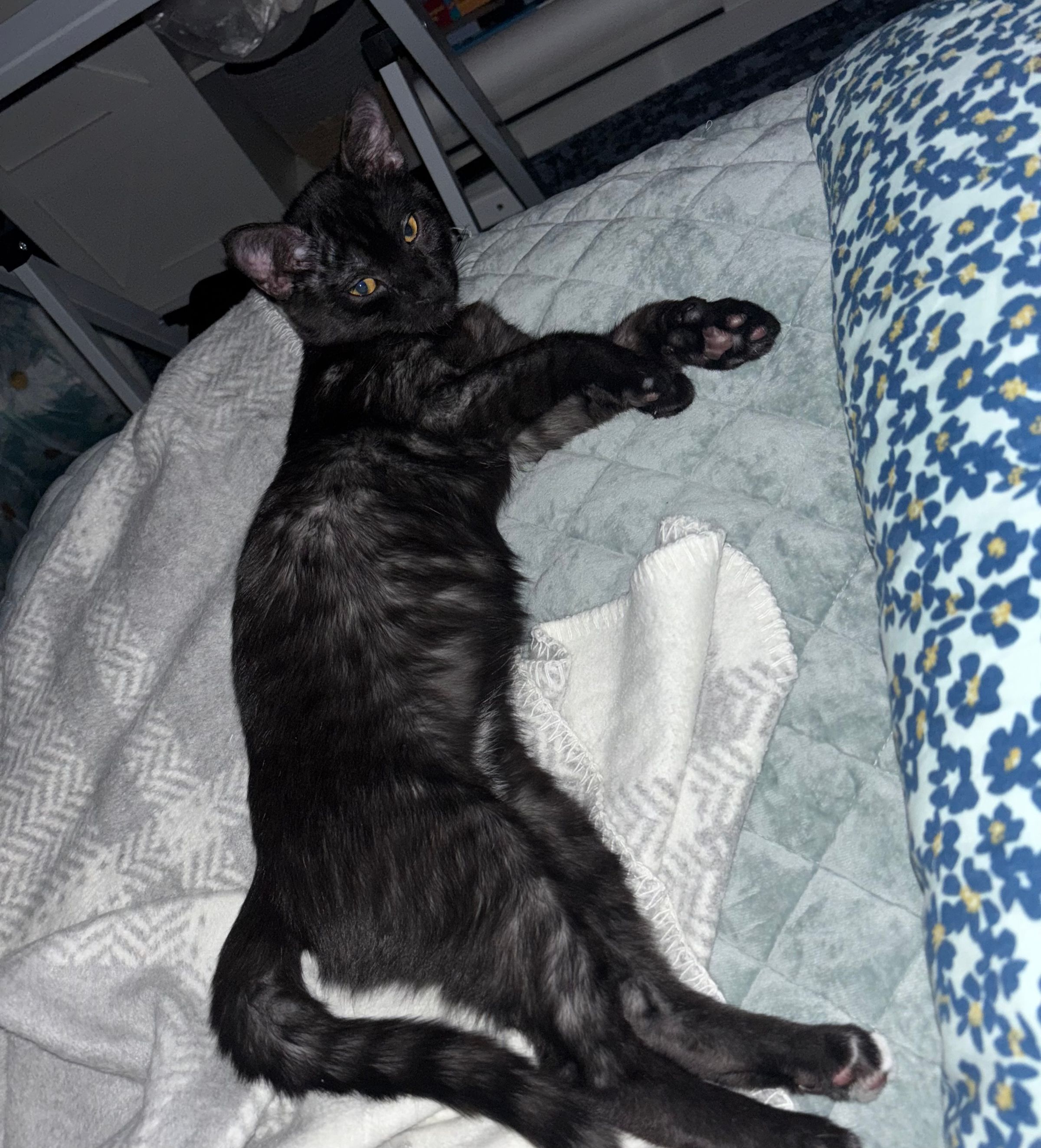VILLAGE OF PAWSITIVITY's image