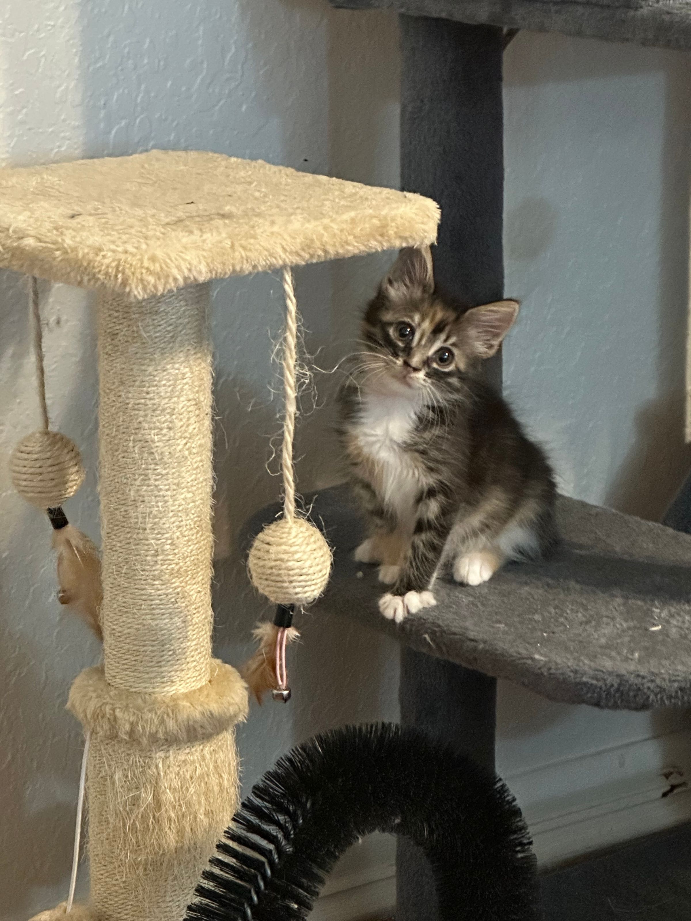 VILLAGE OF PAWSITIVITY's image