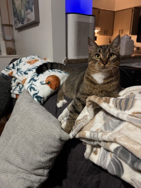 VILLAGE OF PAWSITIVITY's image