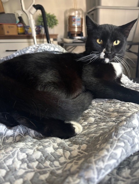 VILLAGE OF PAWSITIVITY's image