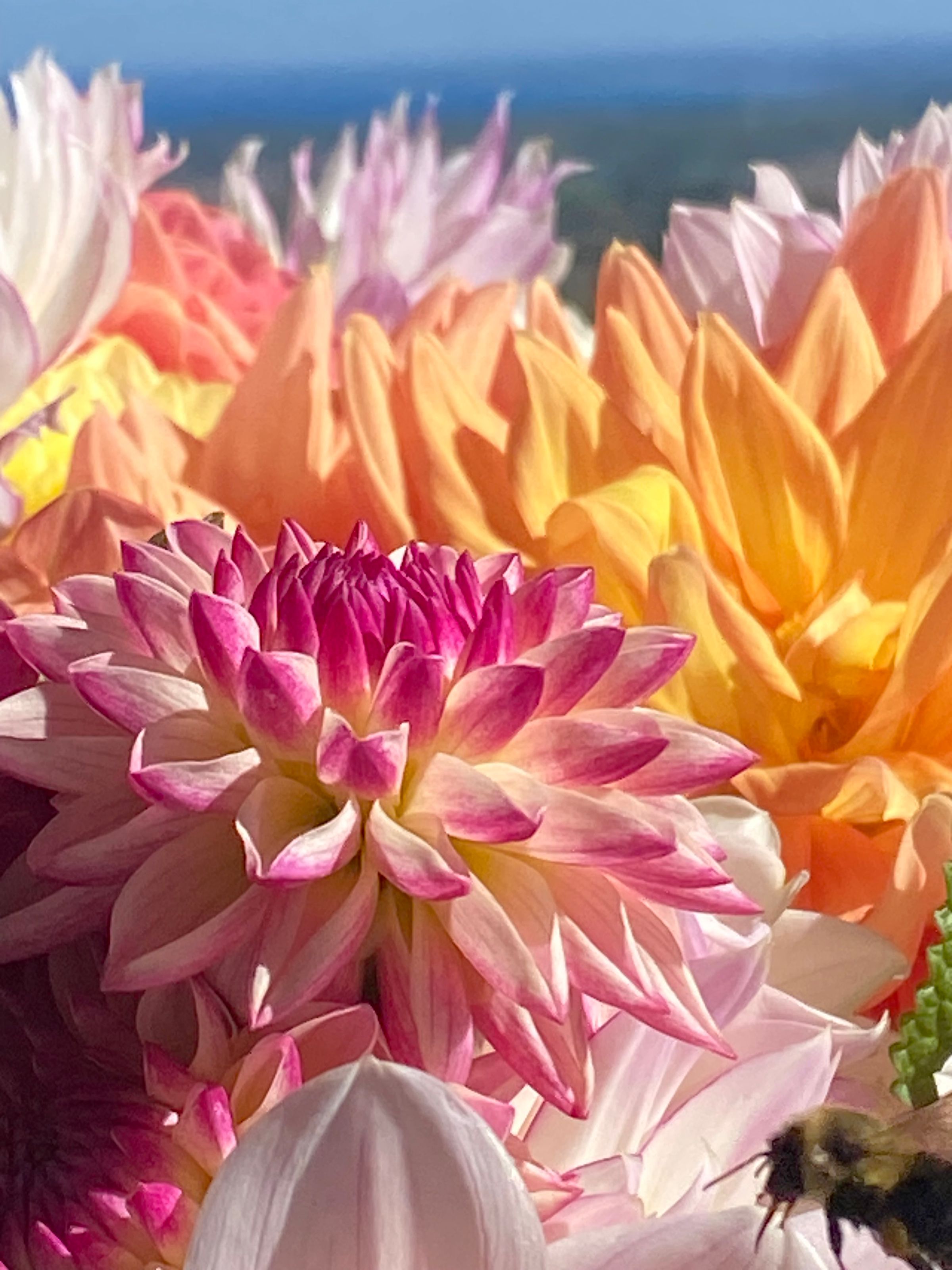 Duntroon  Blooms's image