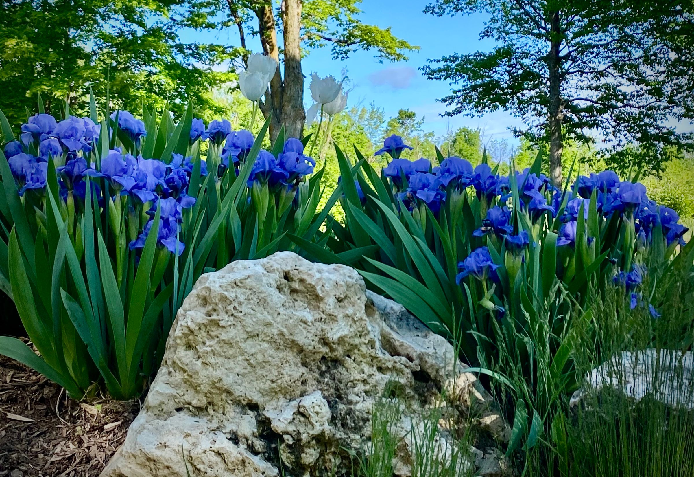 Spring Irises
