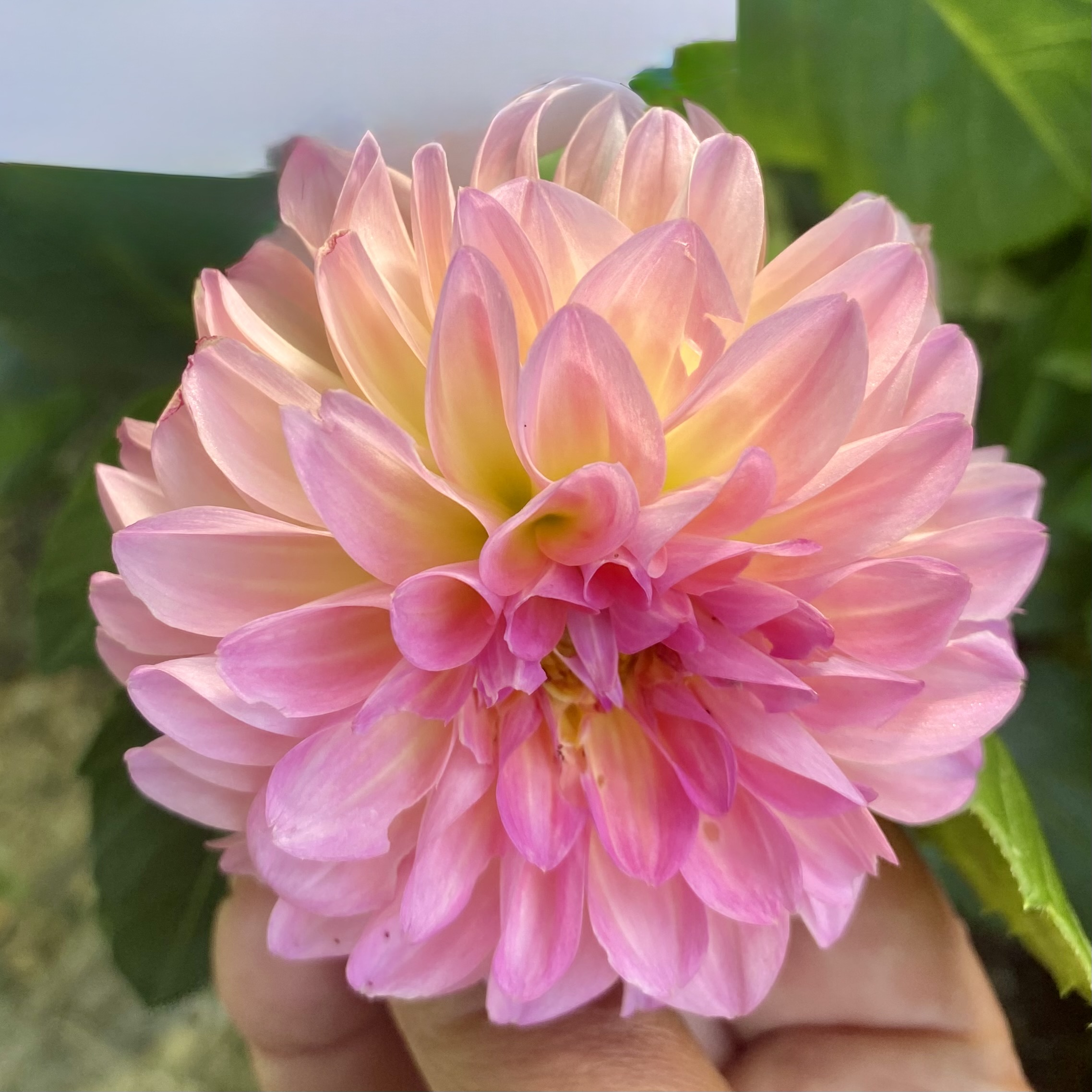 Esli Dahlia