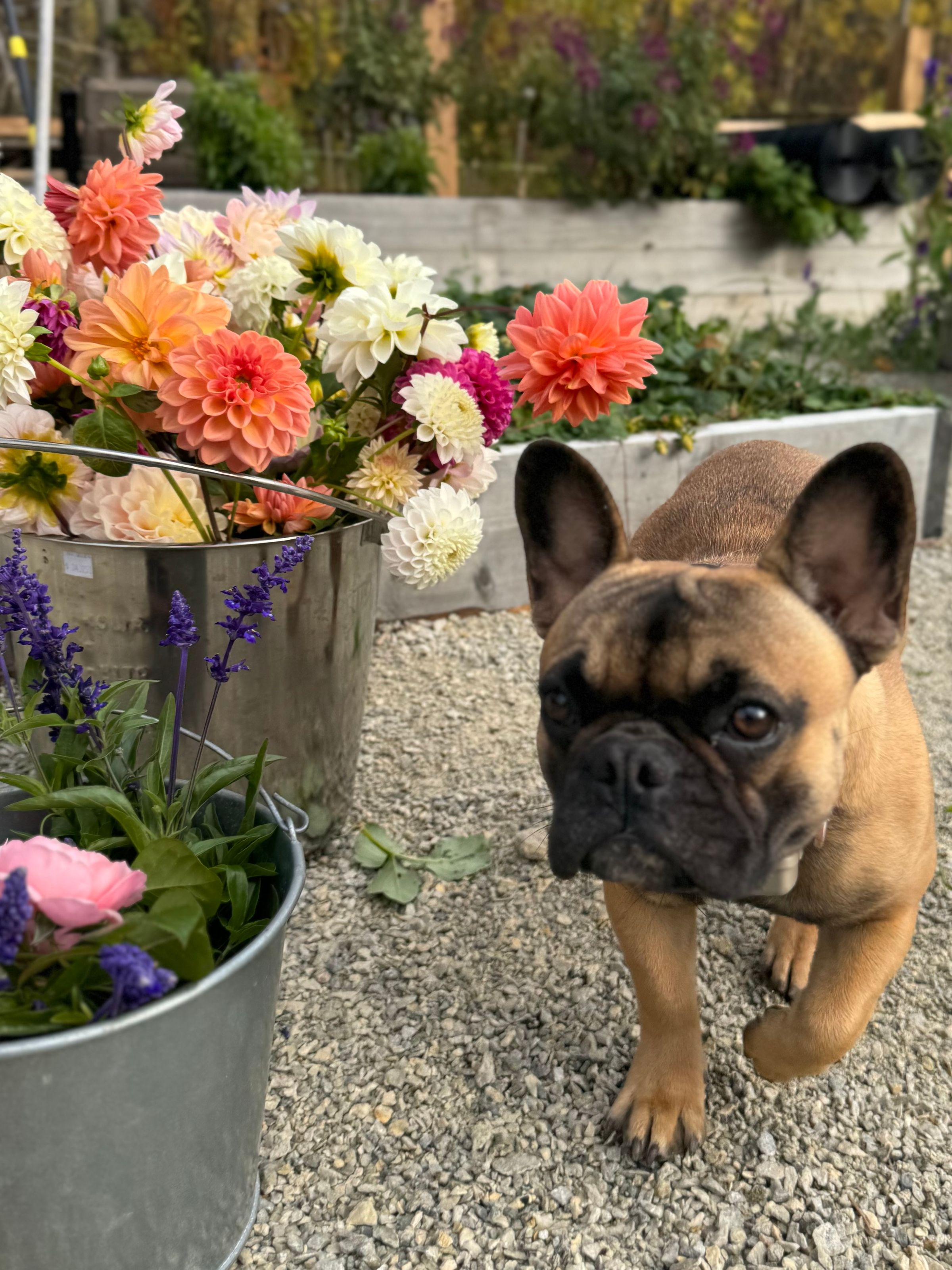 Duntroon  Blooms's image