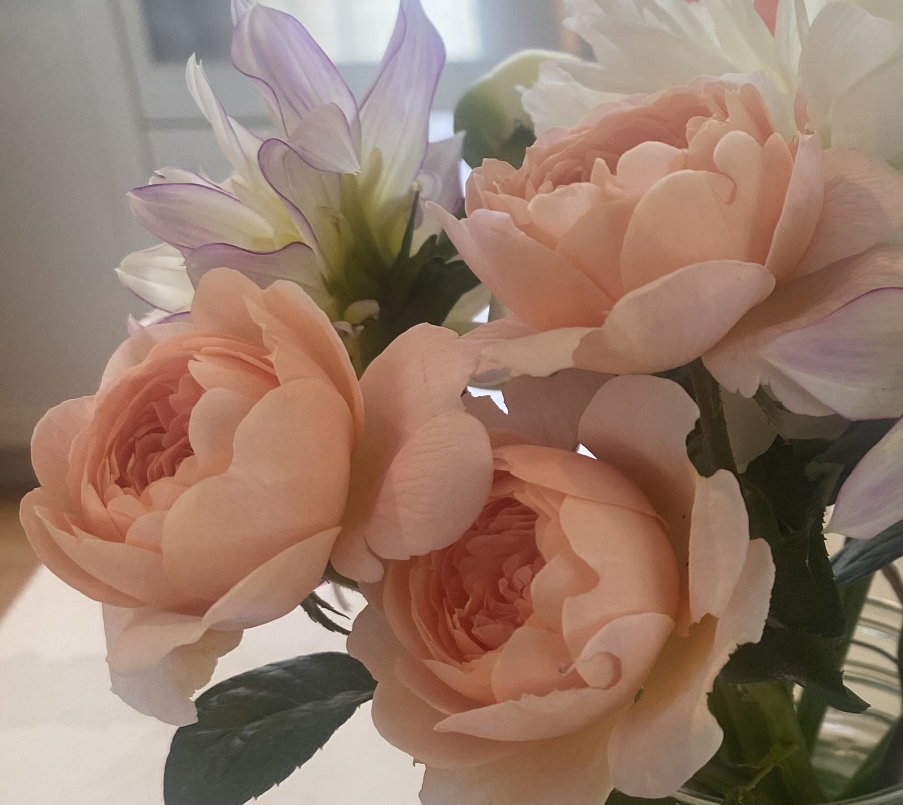 Queen of Sweden Rose