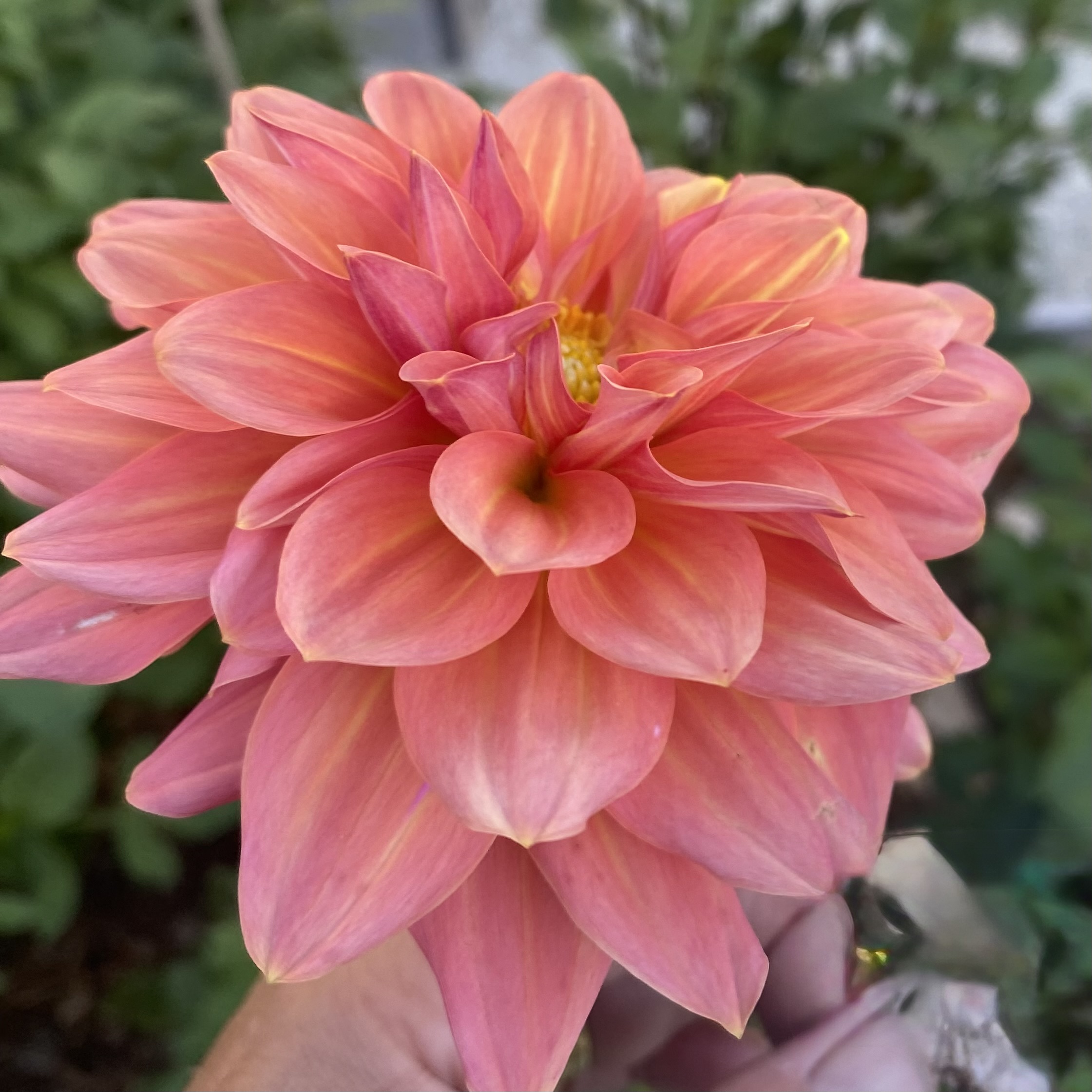 Duntroon  Blooms's image