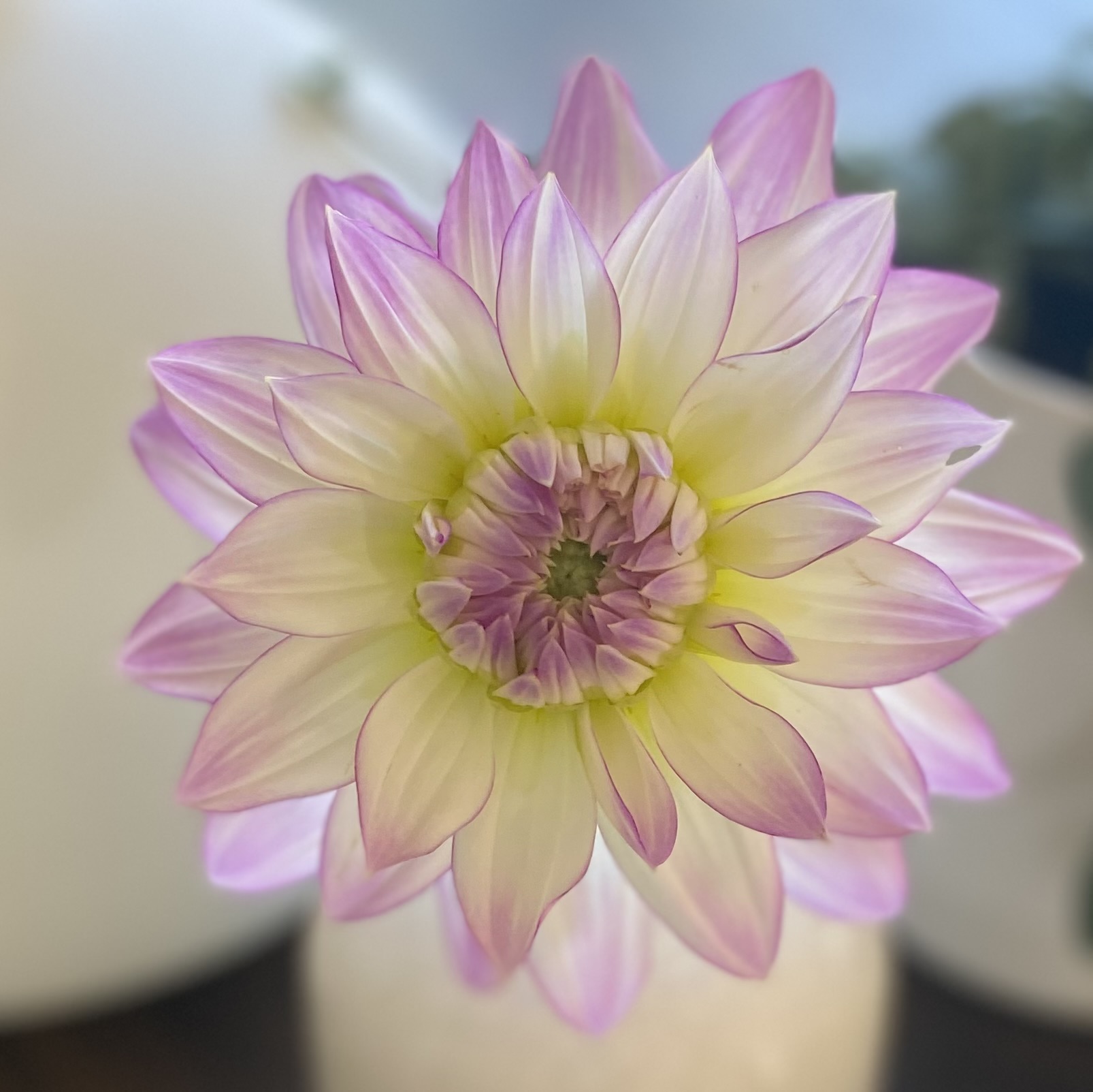 Duntroon  Blooms's image