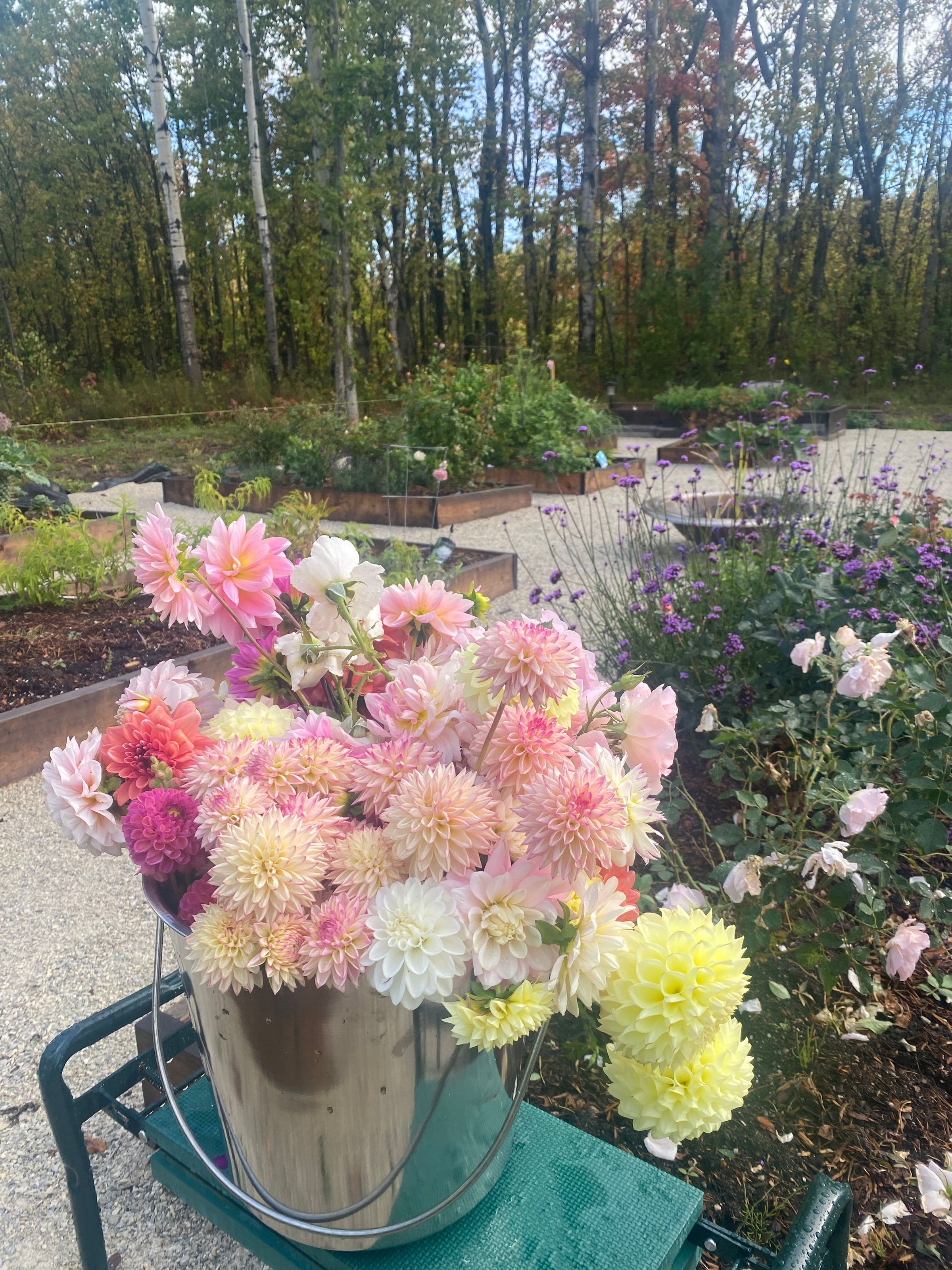 Duntroon  Blooms's image