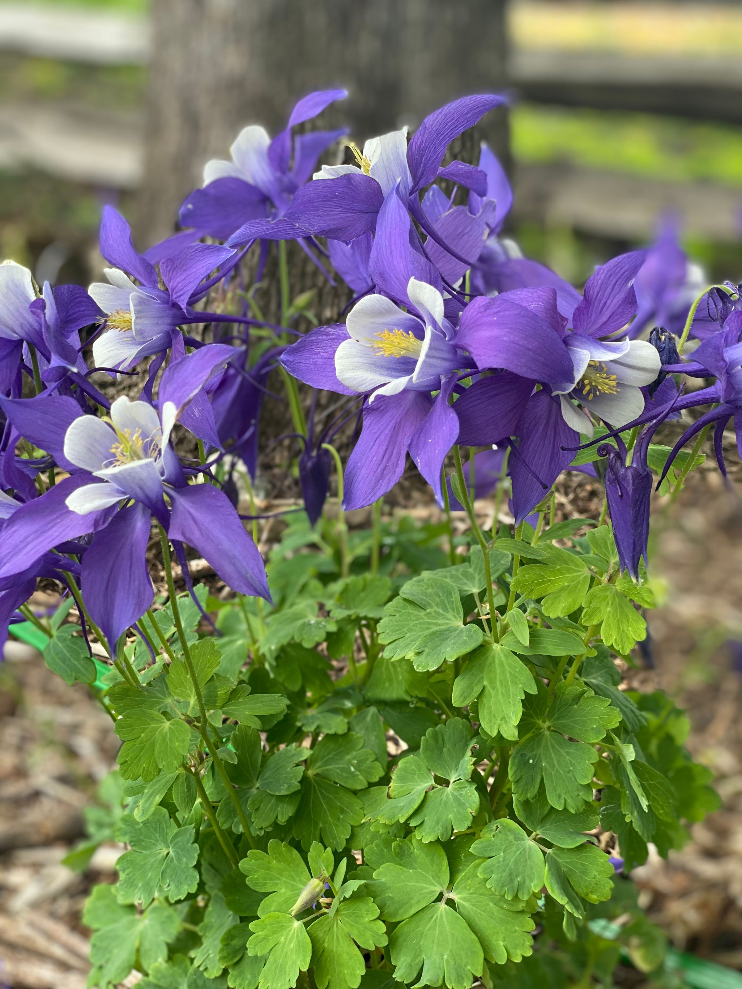 Duntroon  Blooms's image