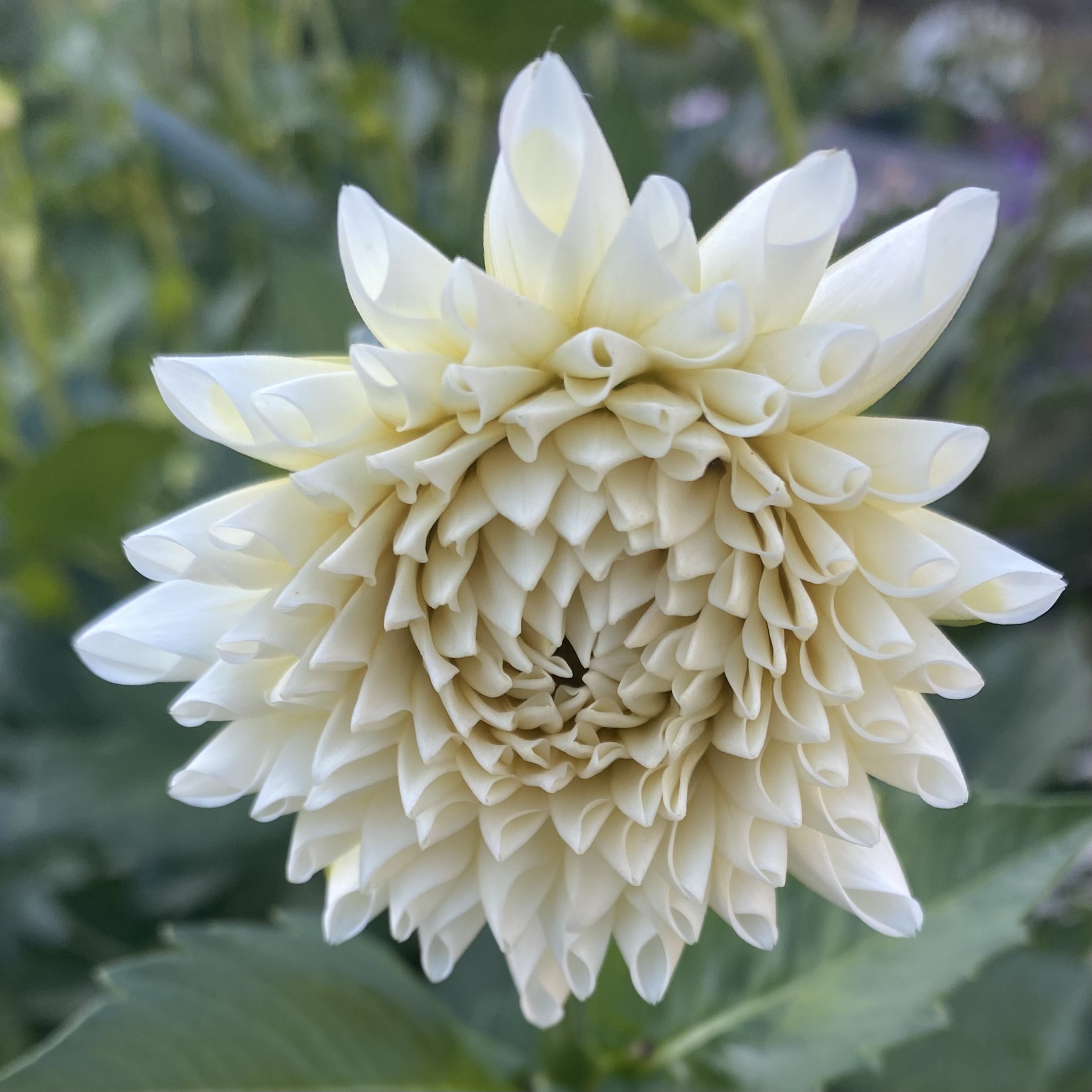 Duntroon  Blooms's image