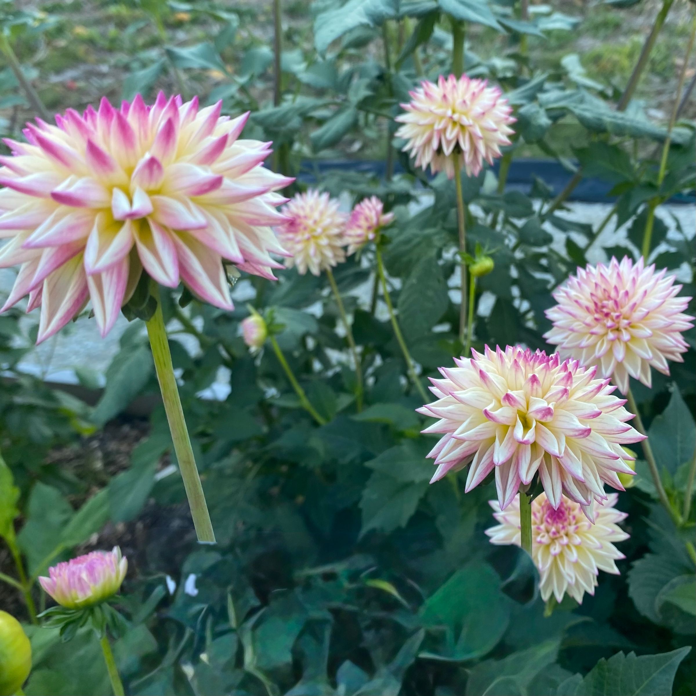 Duntroon  Blooms's image