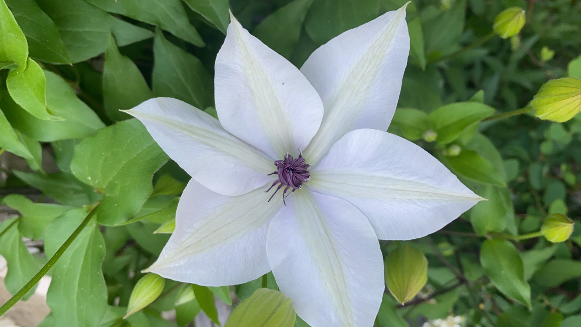 Clematis
