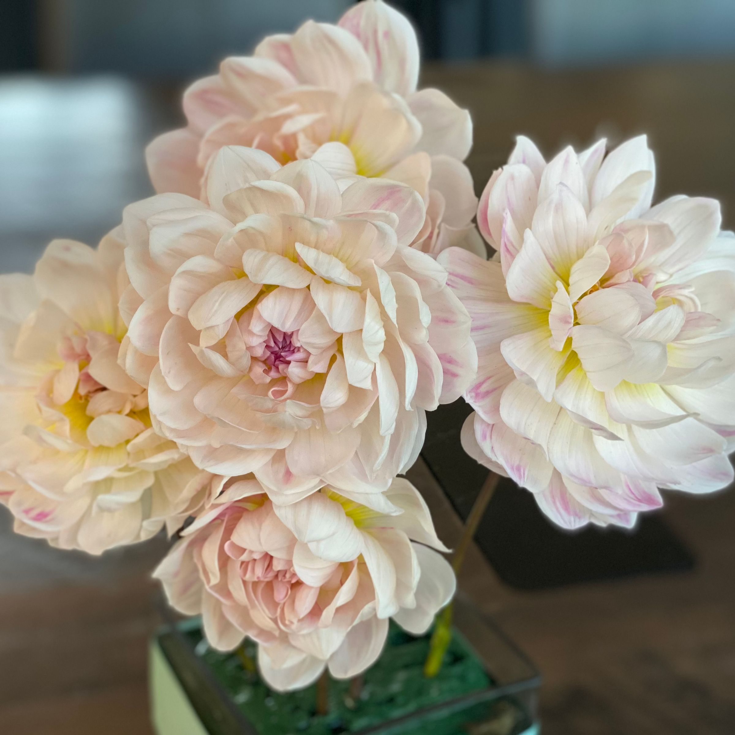 Duntroon  Blooms's image