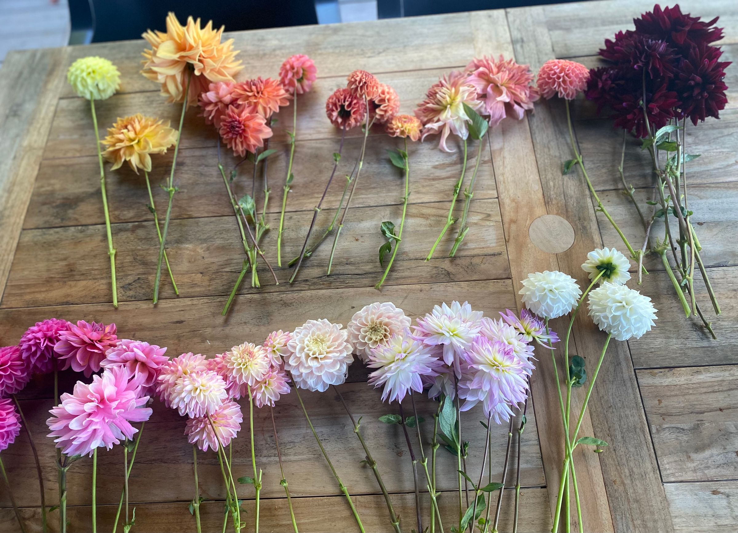 Duntroon  Blooms's image