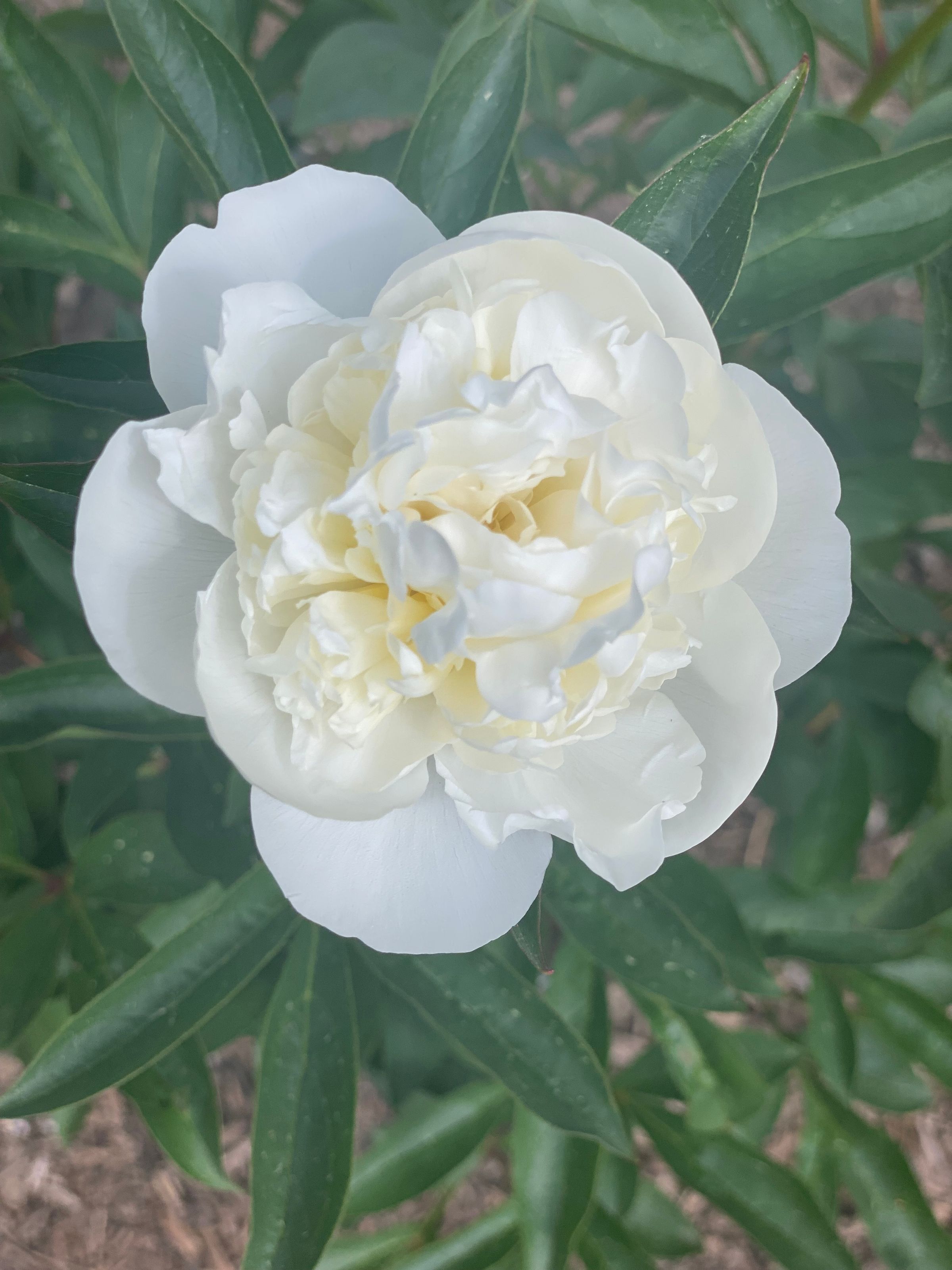 Duchess De Nemours Peony