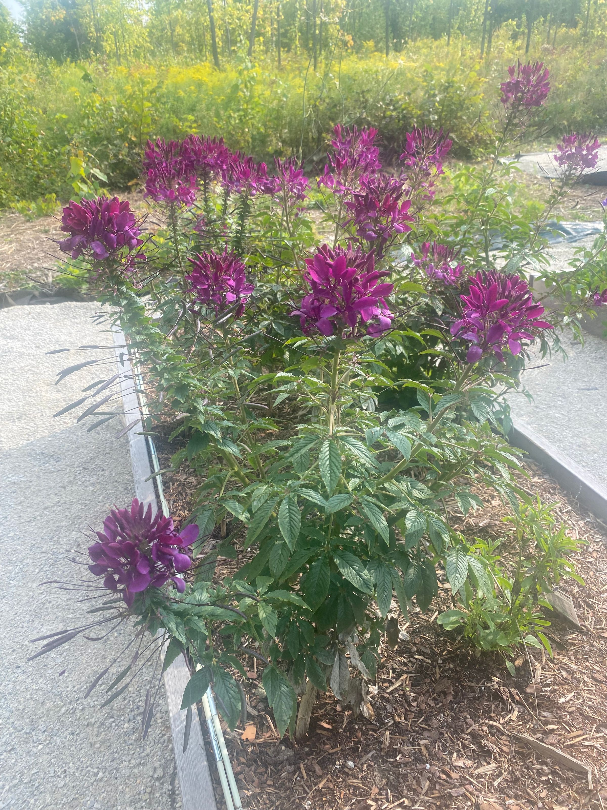 Cleome