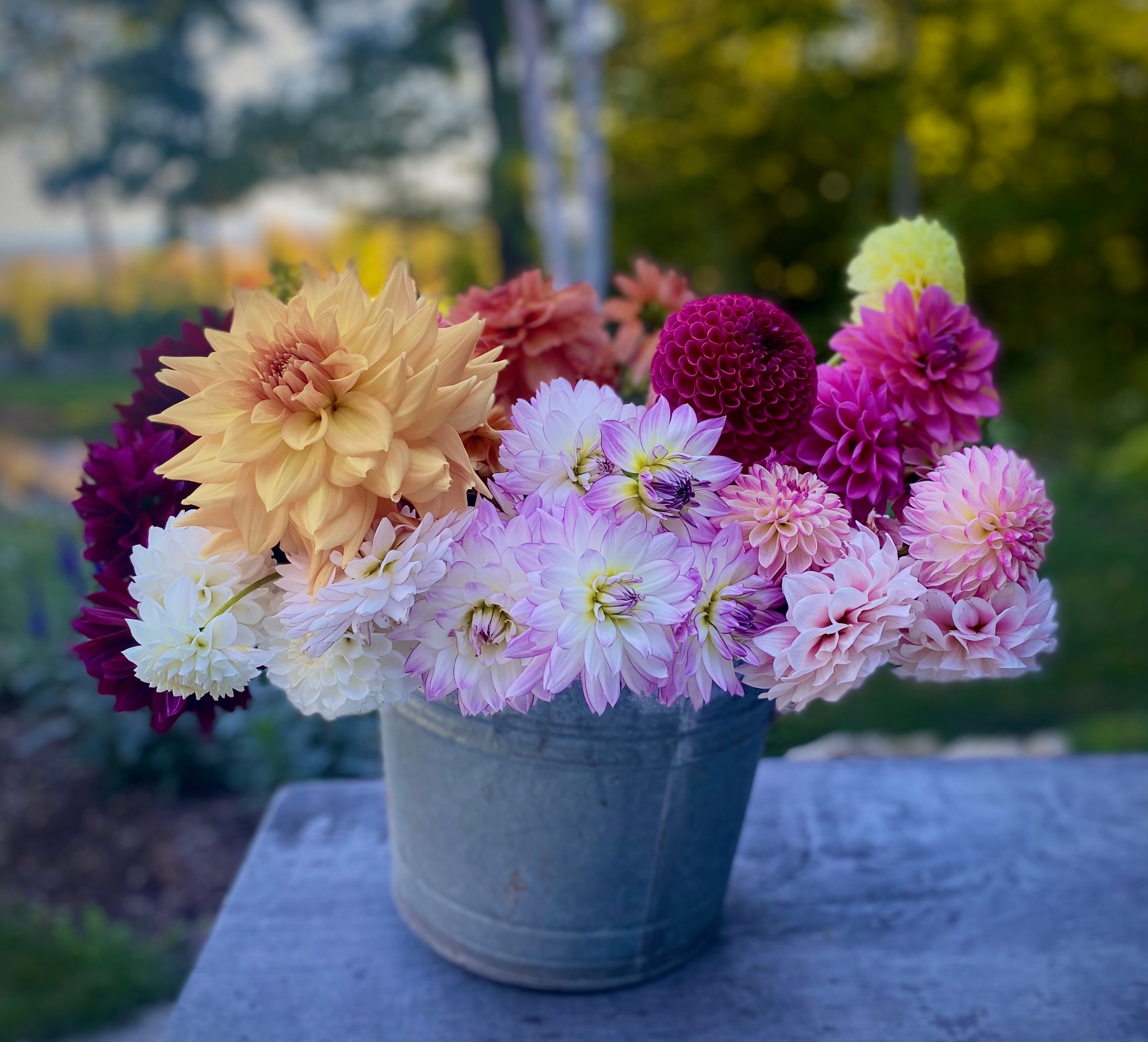 Duntroon  Blooms's image