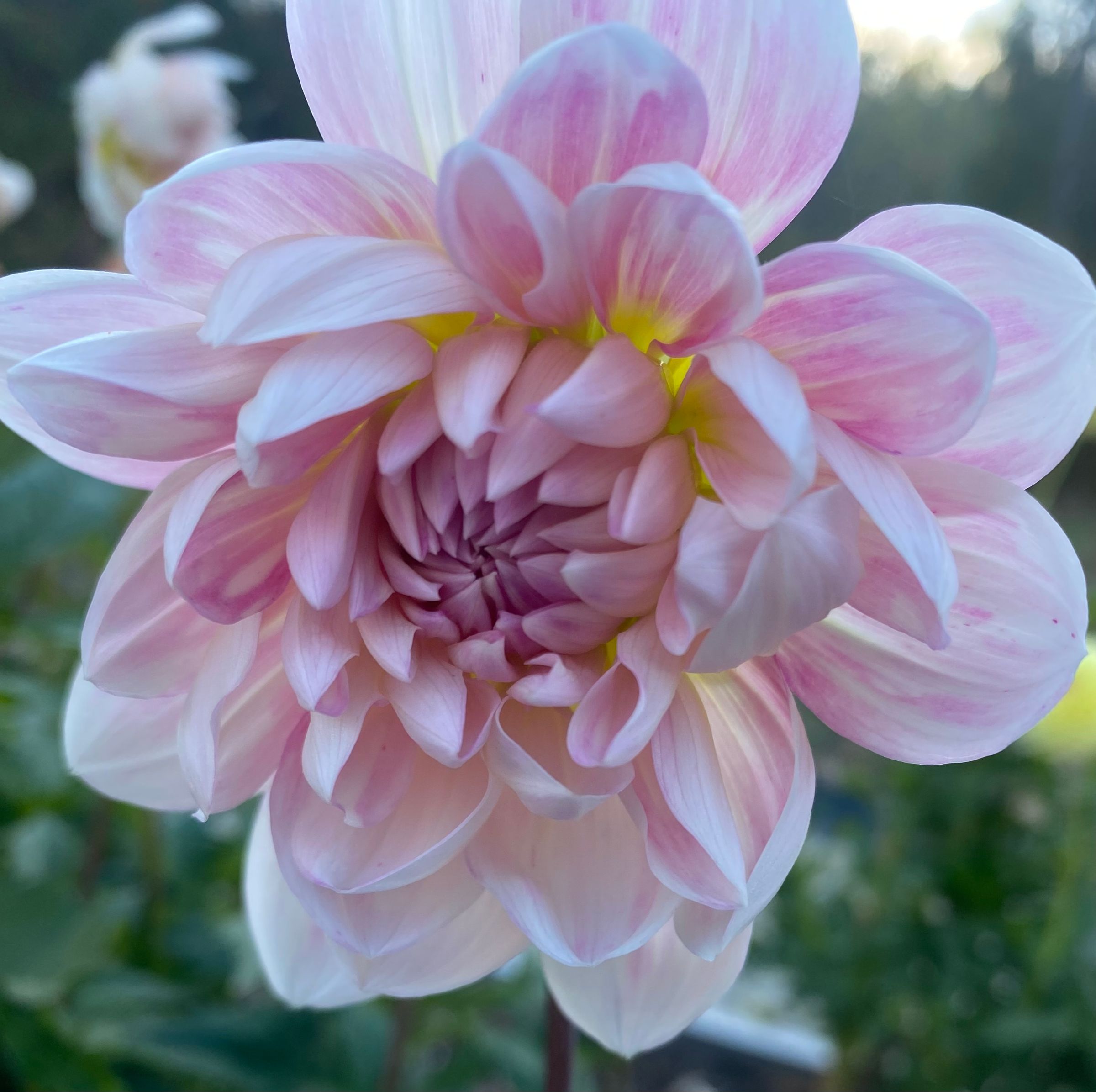 Duntroon  Blooms's image