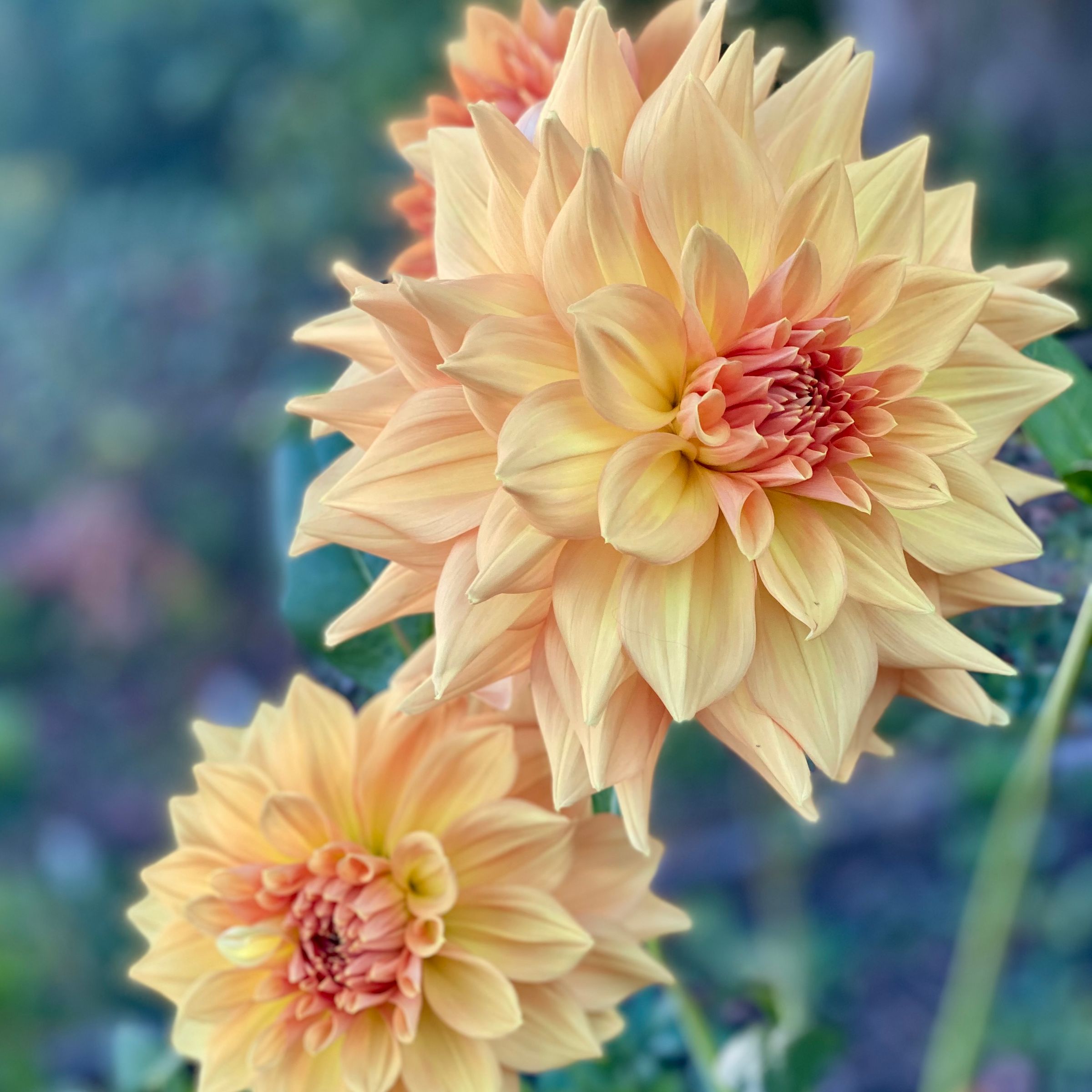 Duntroon  Blooms's image