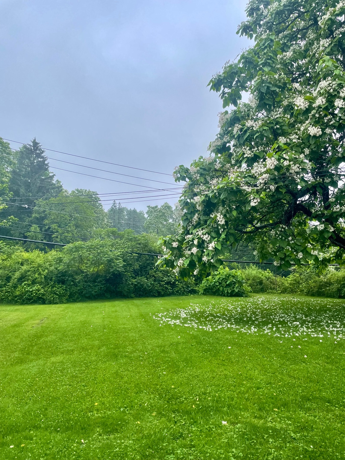 Woodland Wizard Lawn Care | Lawn Mowing's image