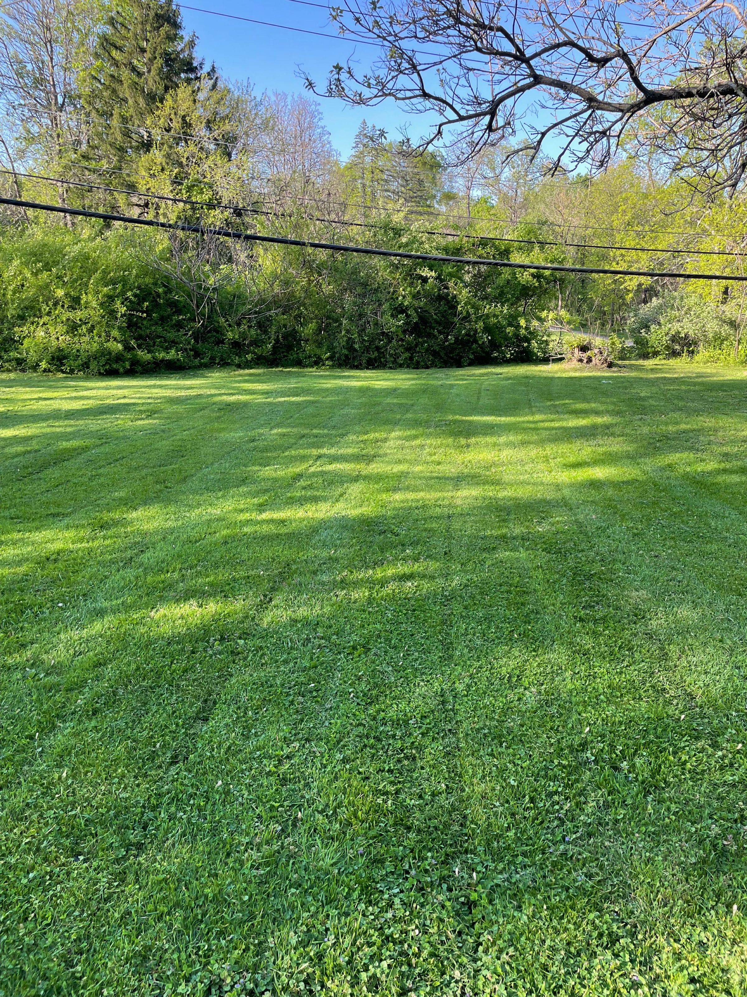 Woodland Wizard Lawn Care | Lawn Mowing's image