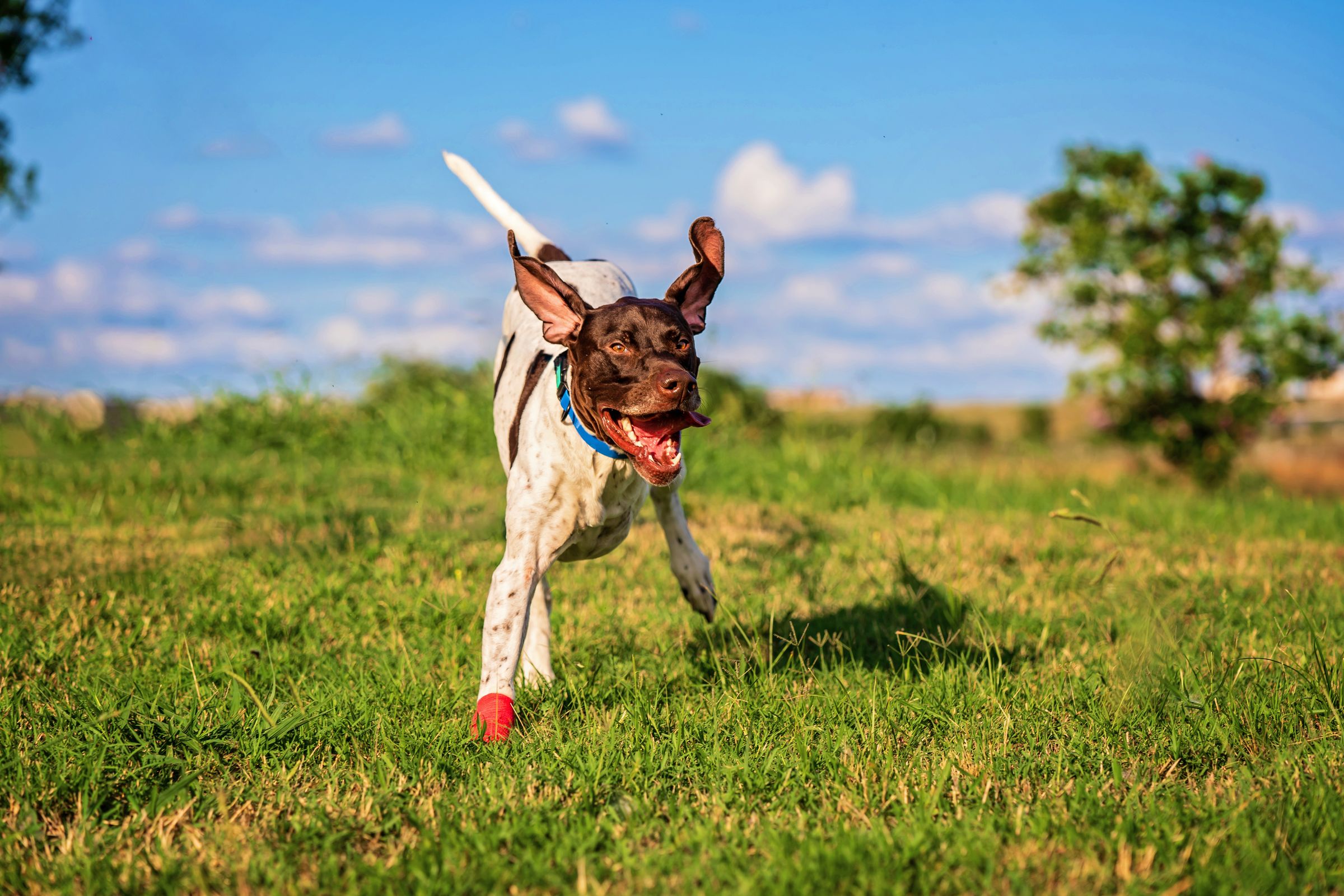 CharJoy’s Cajun Cooking's image