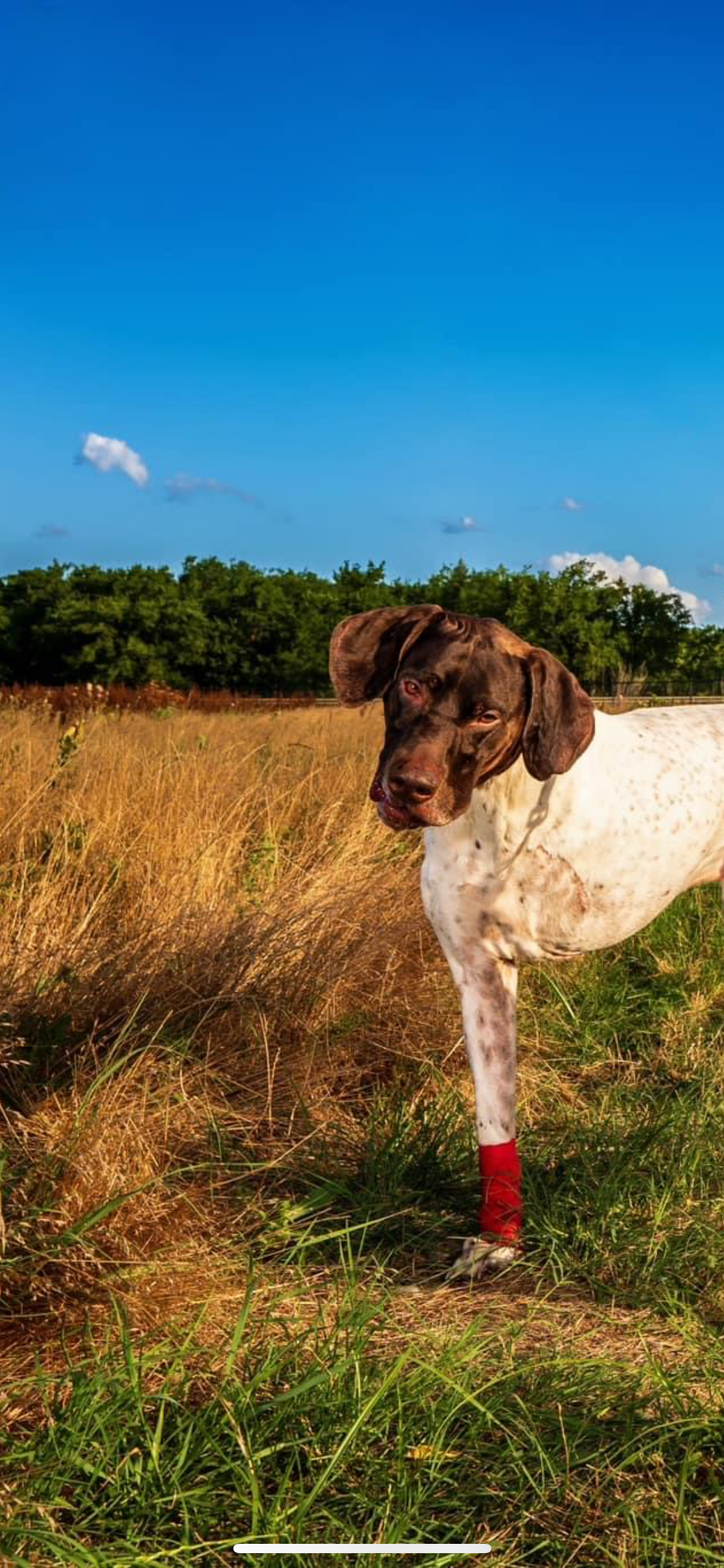 CharJoy’s Cajun Cooking's image