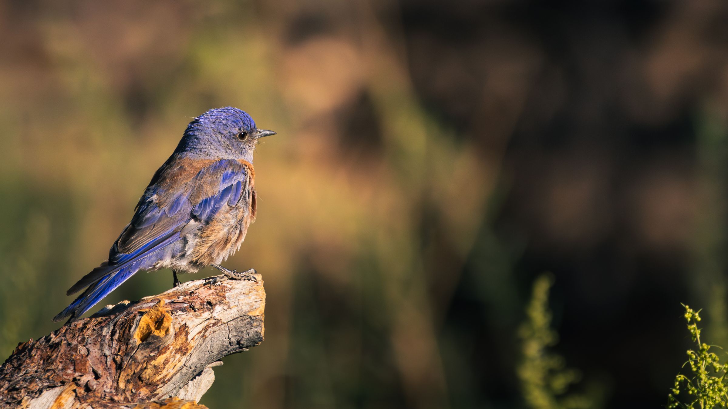 Brian Stevens Photography's image