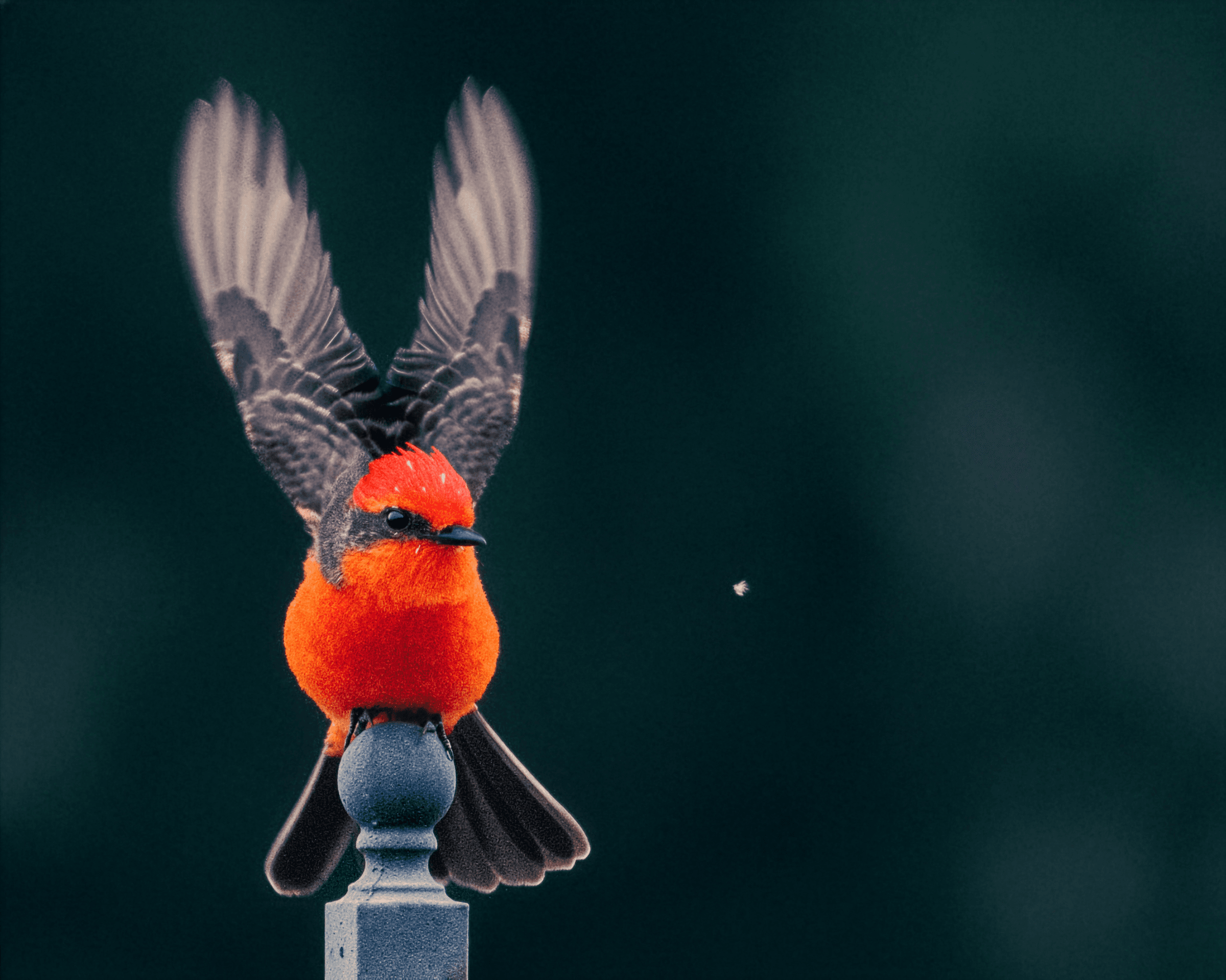 Brian Stevens Photography's image