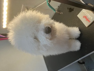 KCB Apprentice Program's image