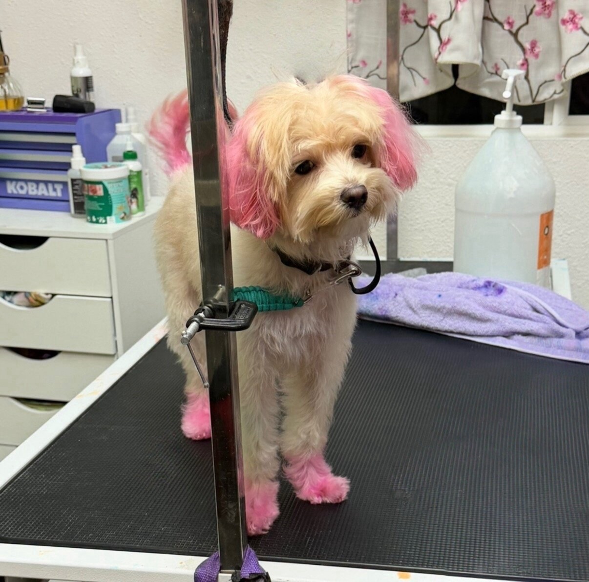 KCB Apprentice Program's image