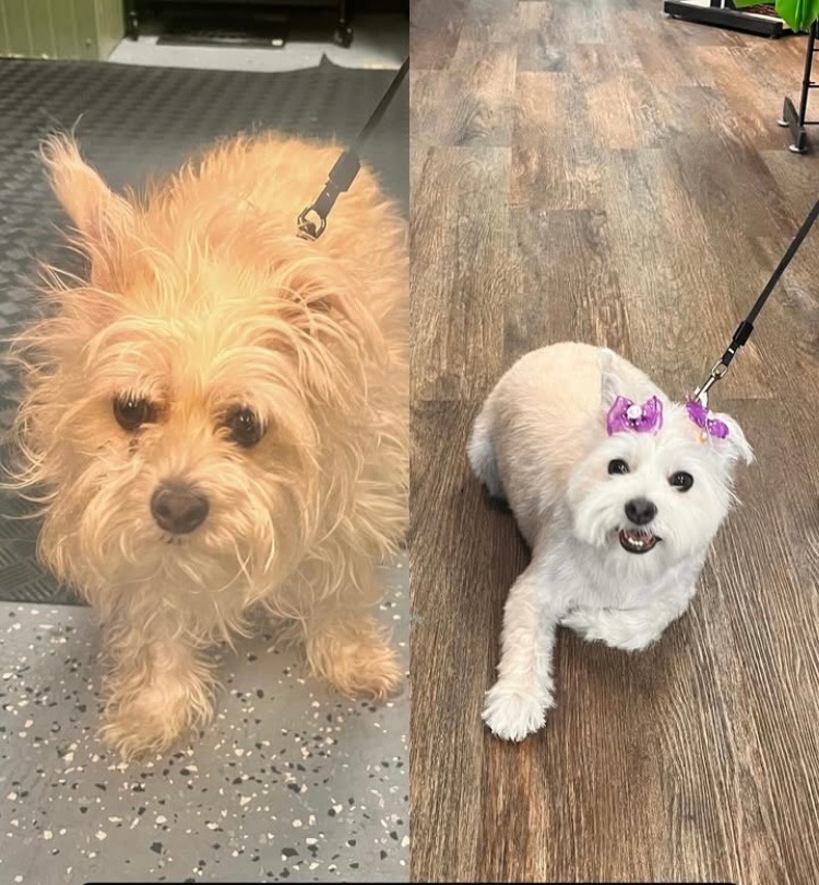 KCB Apprentice Program's image