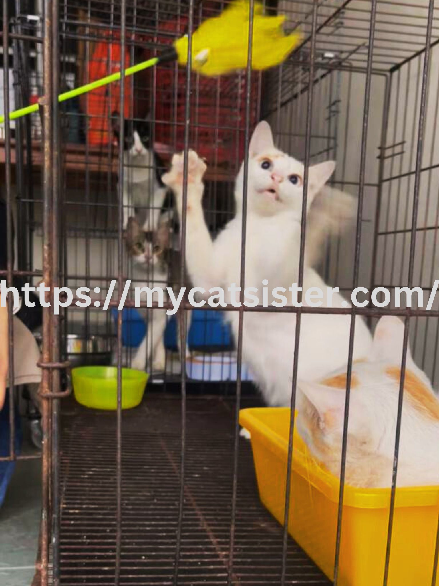 Cat Sitter Shah Alam | Cat Sitter Near Me 's image