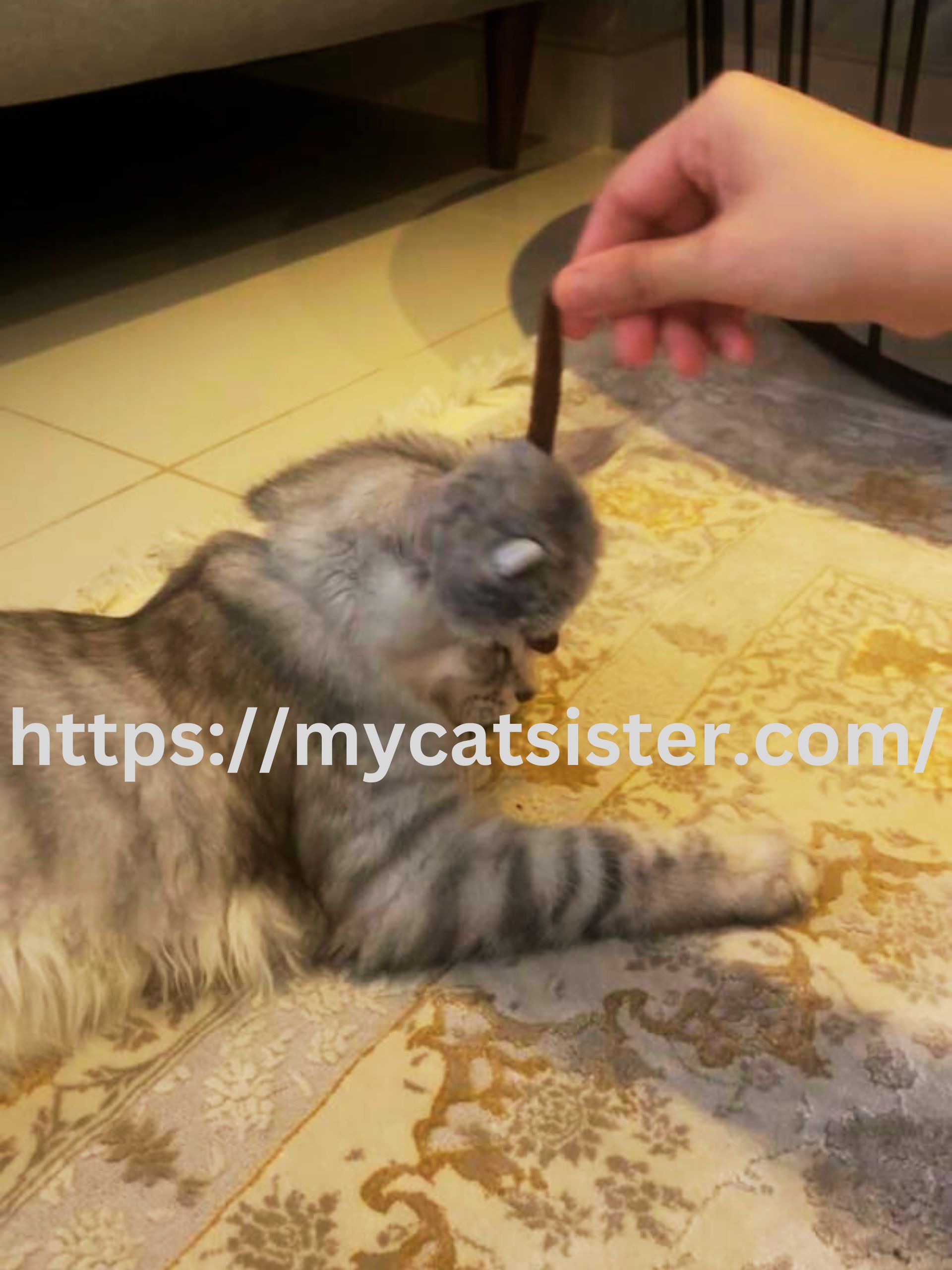 Cat Sitter Shah Alam | Cat Sitter Near Me 's image
