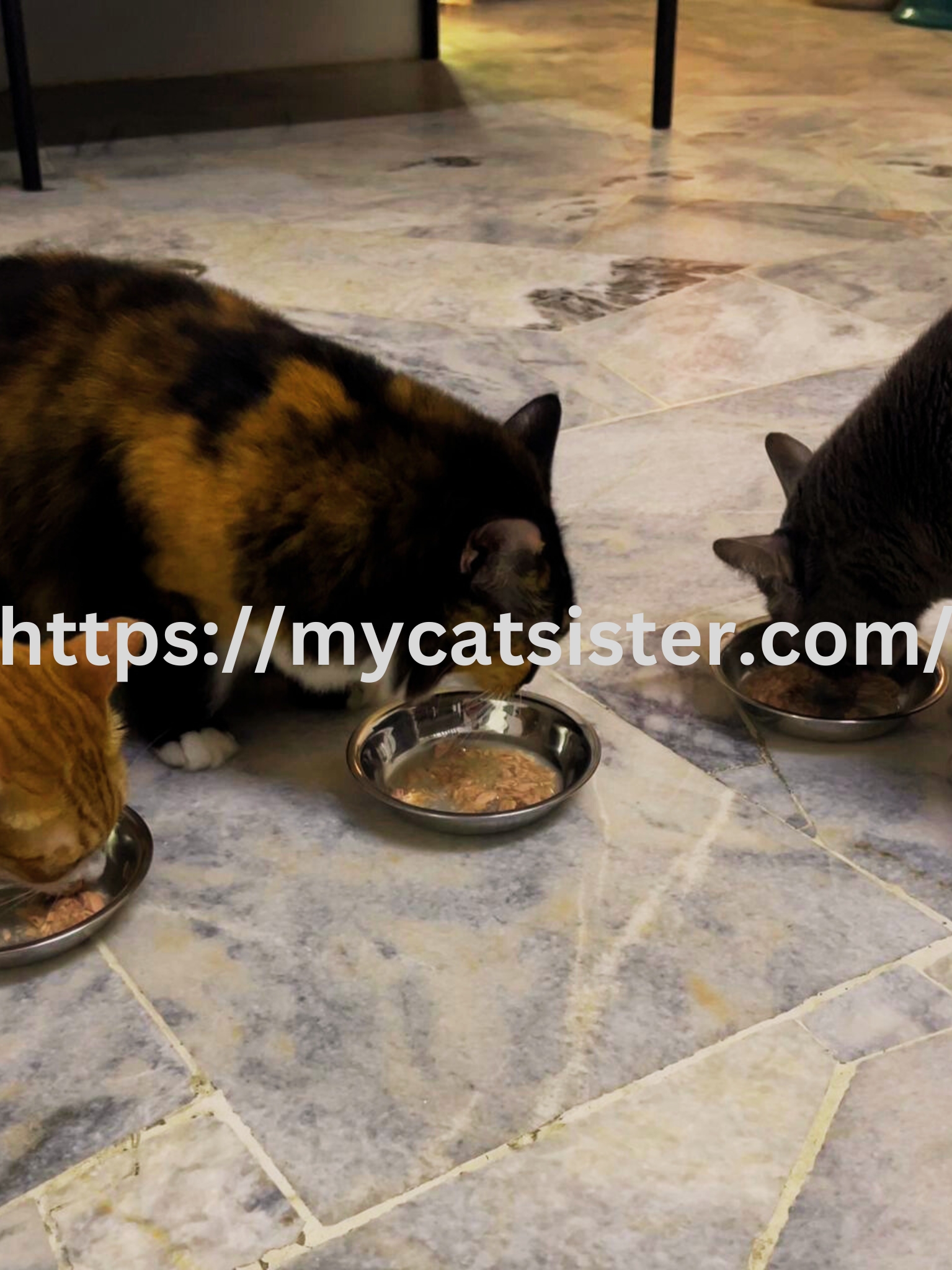Cat Sitter Shah Alam | Cat Sitter Near Me 's image