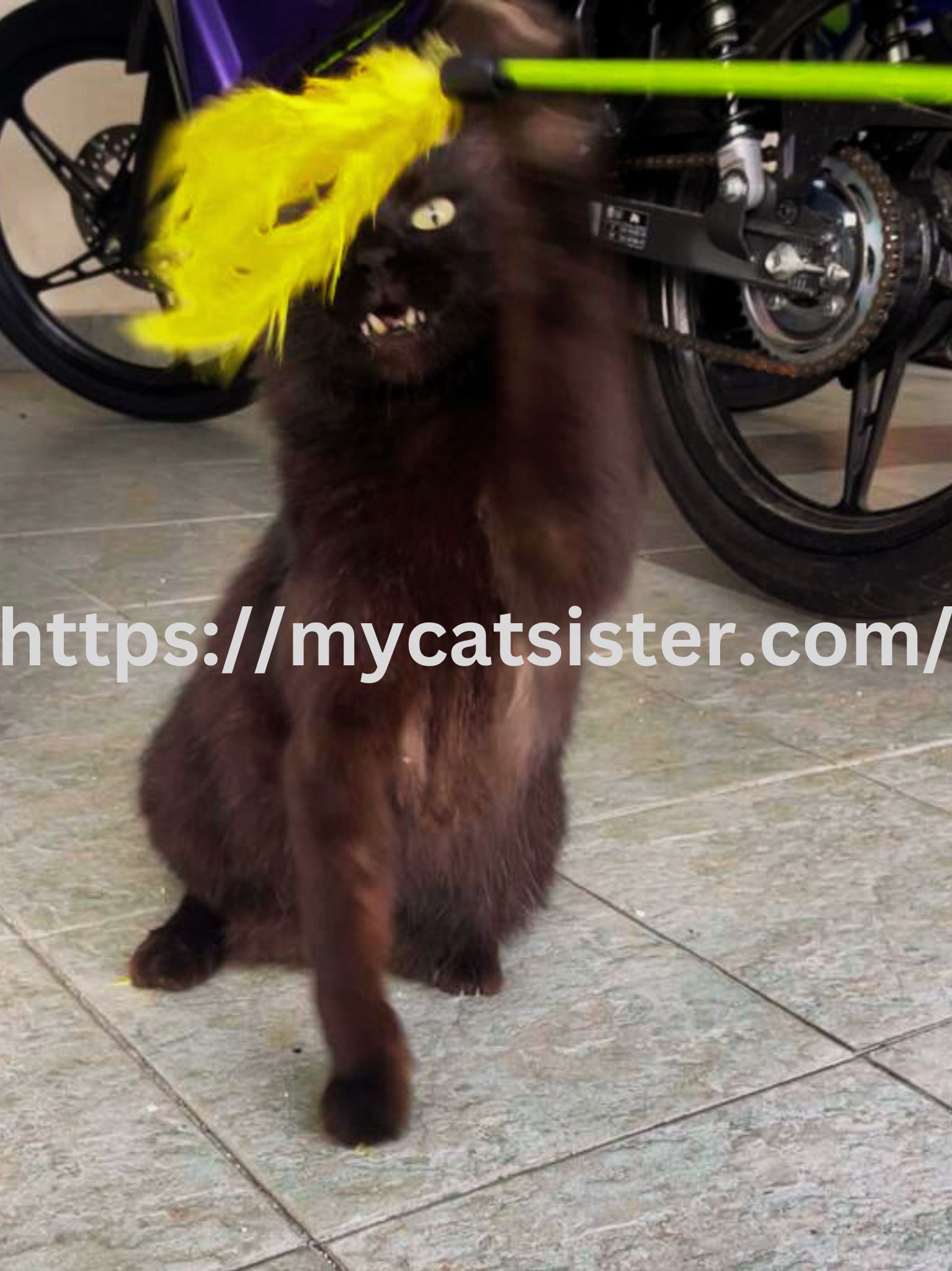 Cat Sitter Shah Alam | Cat Sitter Near Me 's image