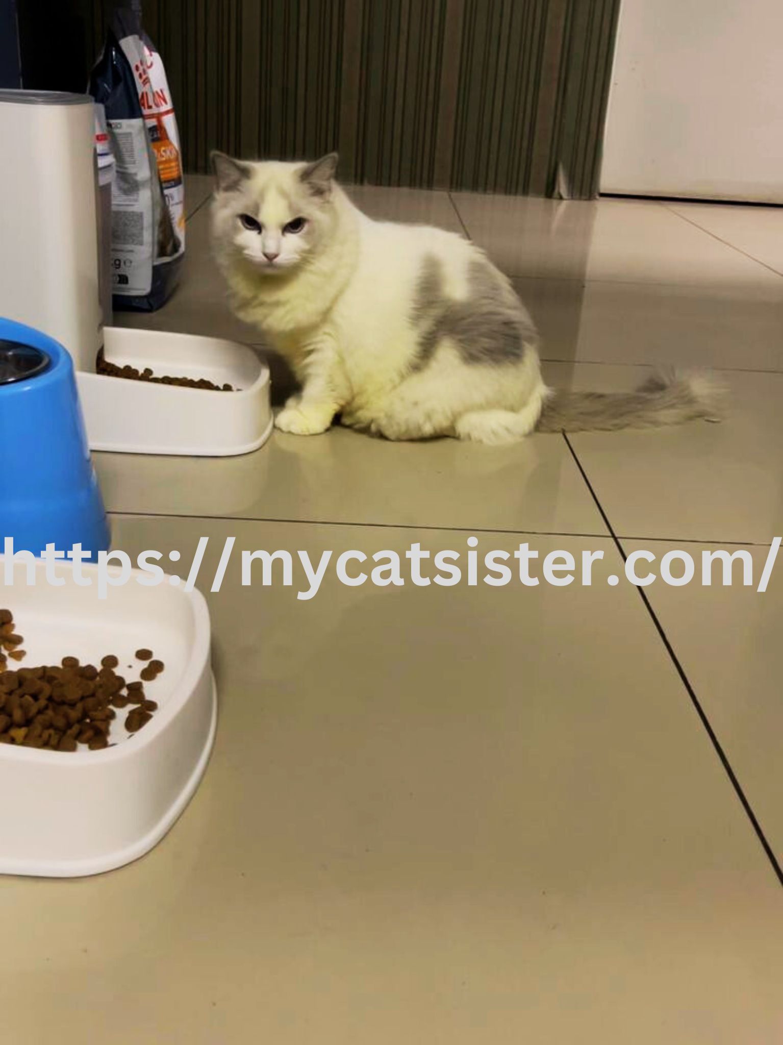 Cat Sitter Shah Alam | Cat Sitter Near Me 's image