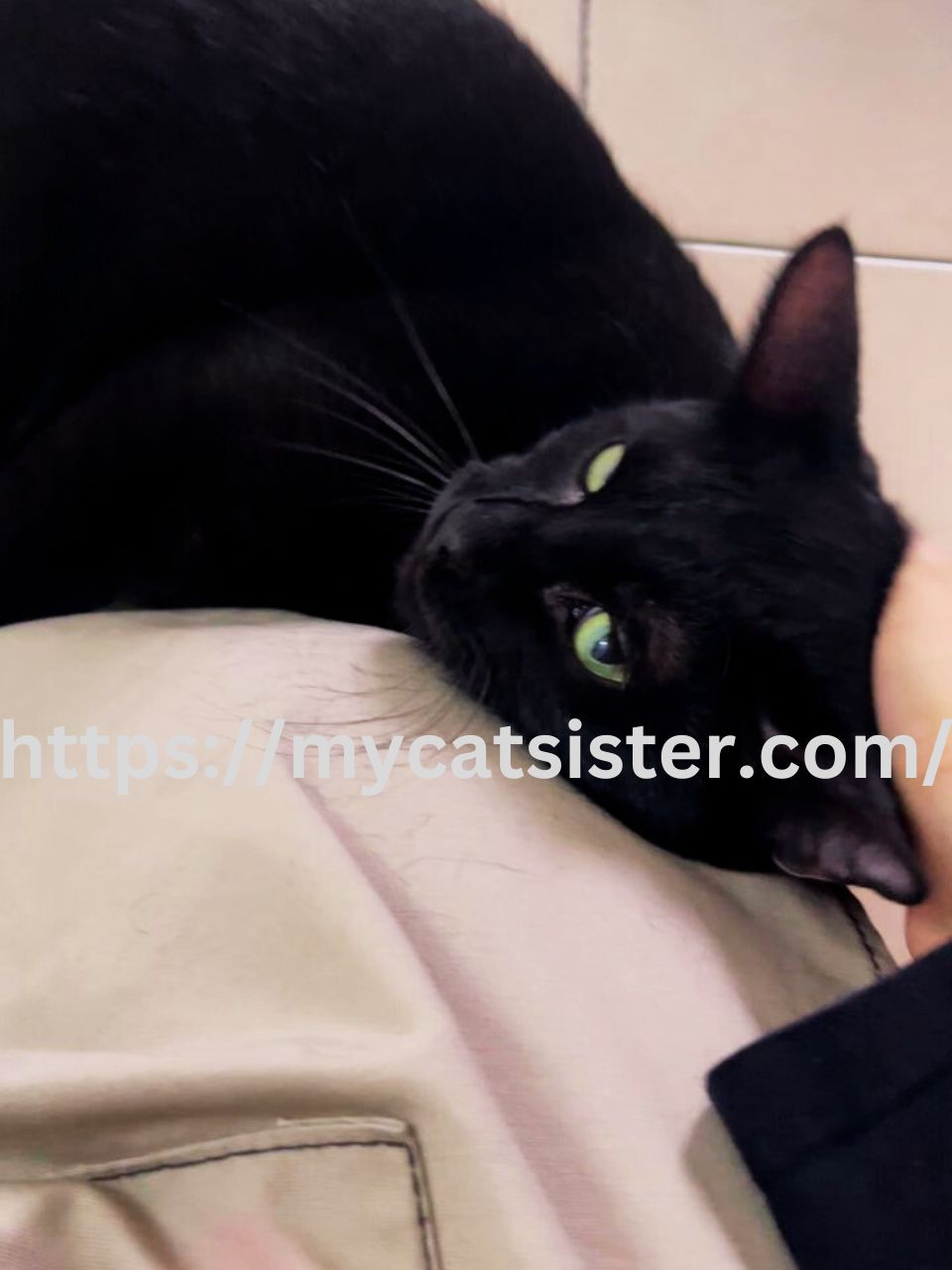 Cat Sitter Shah Alam | Cat Sitter Near Me 's image