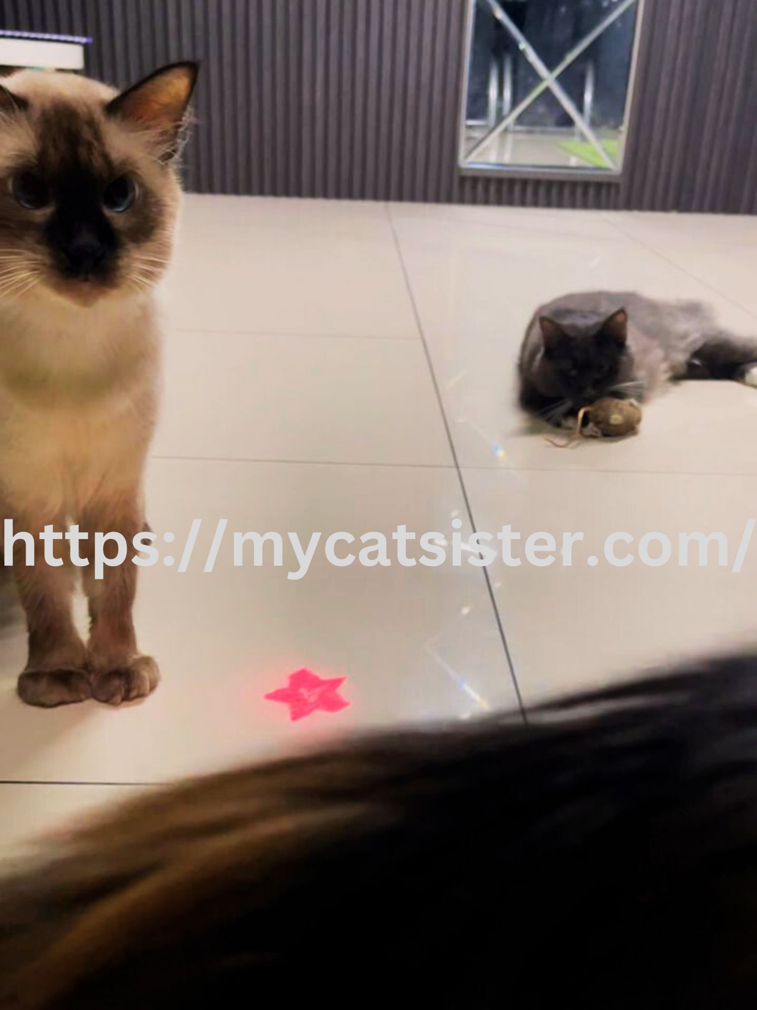 Cat Sitter Shah Alam | Cat Sitter Near Me 's image