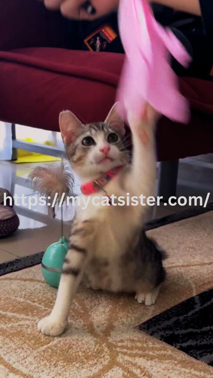 Cat Sitter Shah Alam | Cat Sitter Near Me 's image