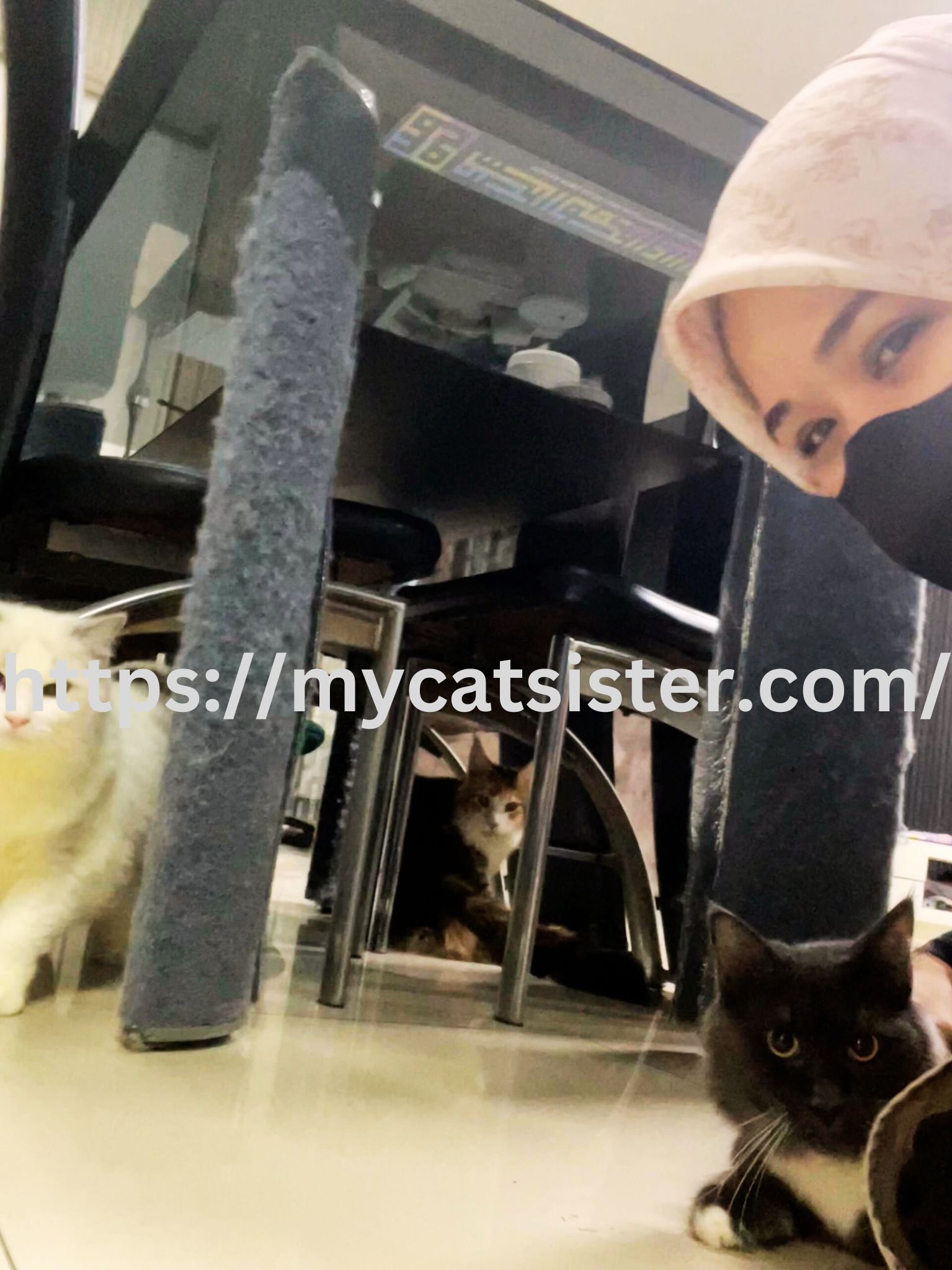 Cat Sitter Shah Alam | Cat Sitter Near Me 's image