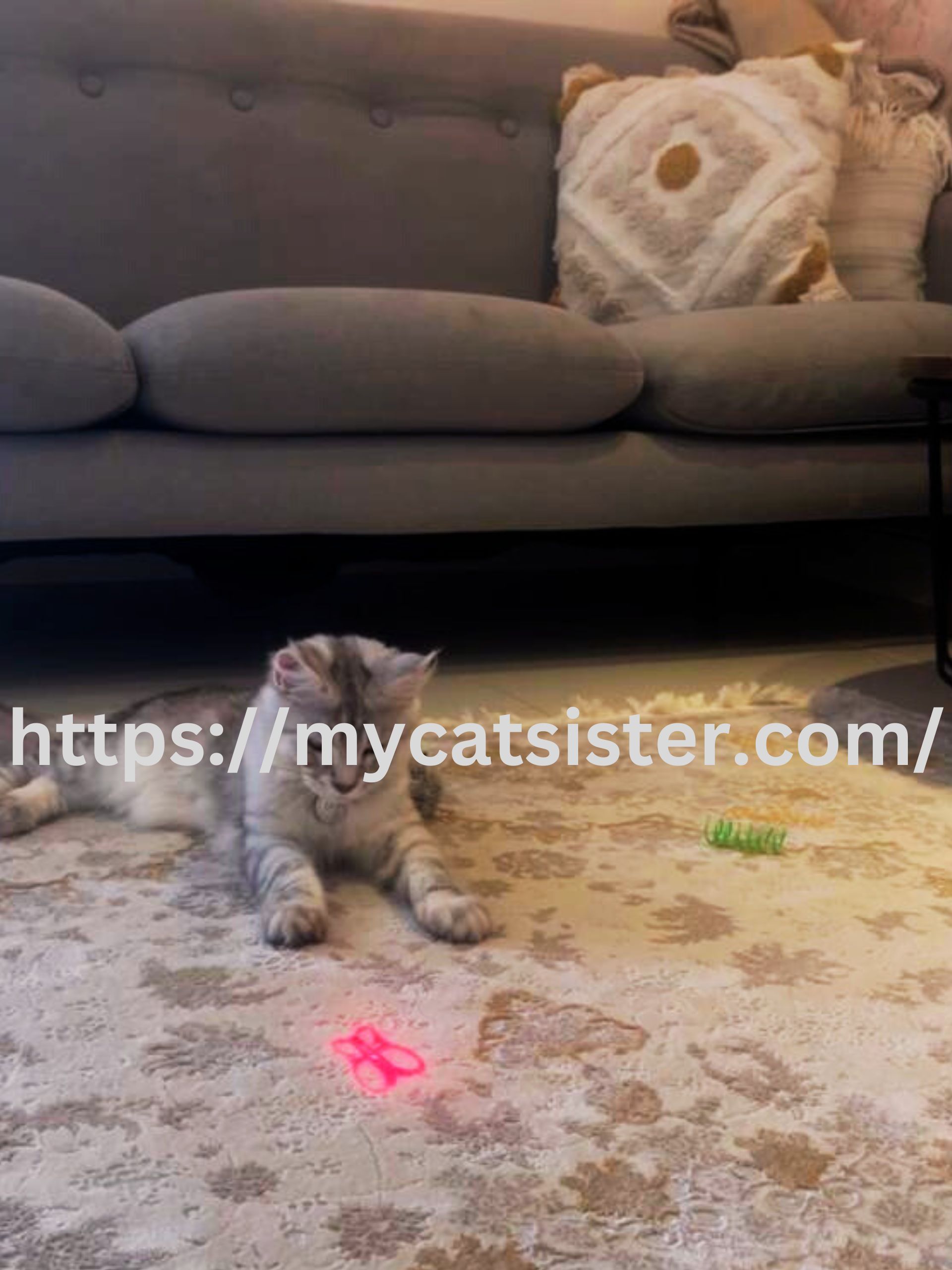 Cat Sitter Shah Alam | Cat Sitter Near Me 's image