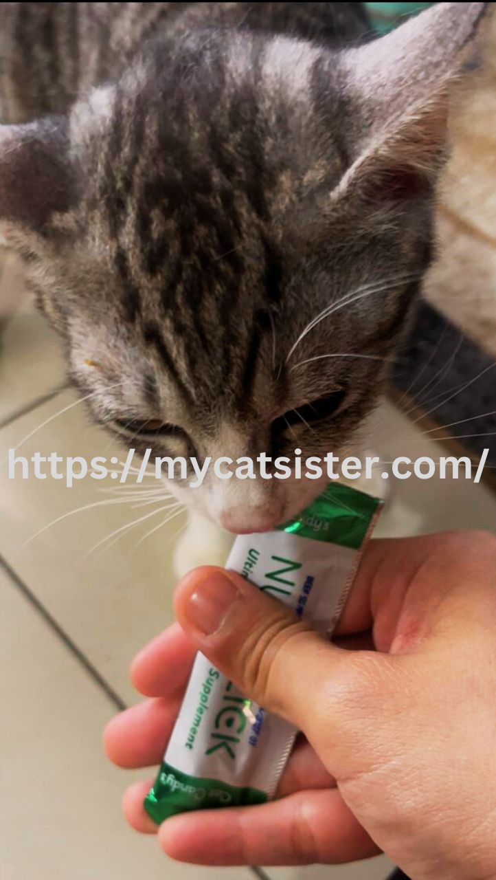 Cat Sitter Shah Alam | Cat Sitter Near Me 's image