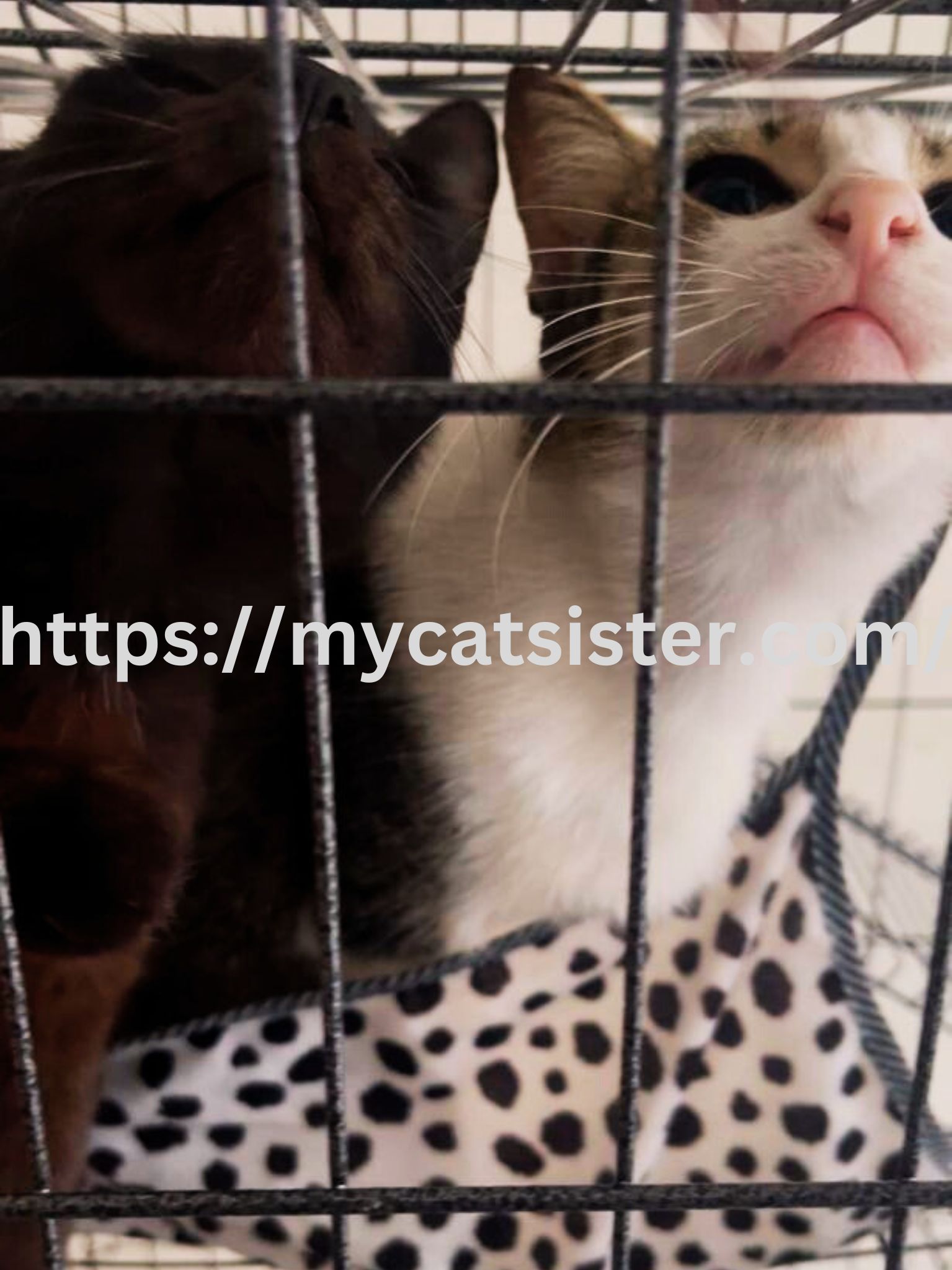 Cat Sitter Shah Alam | Cat Sitter Near Me 's image