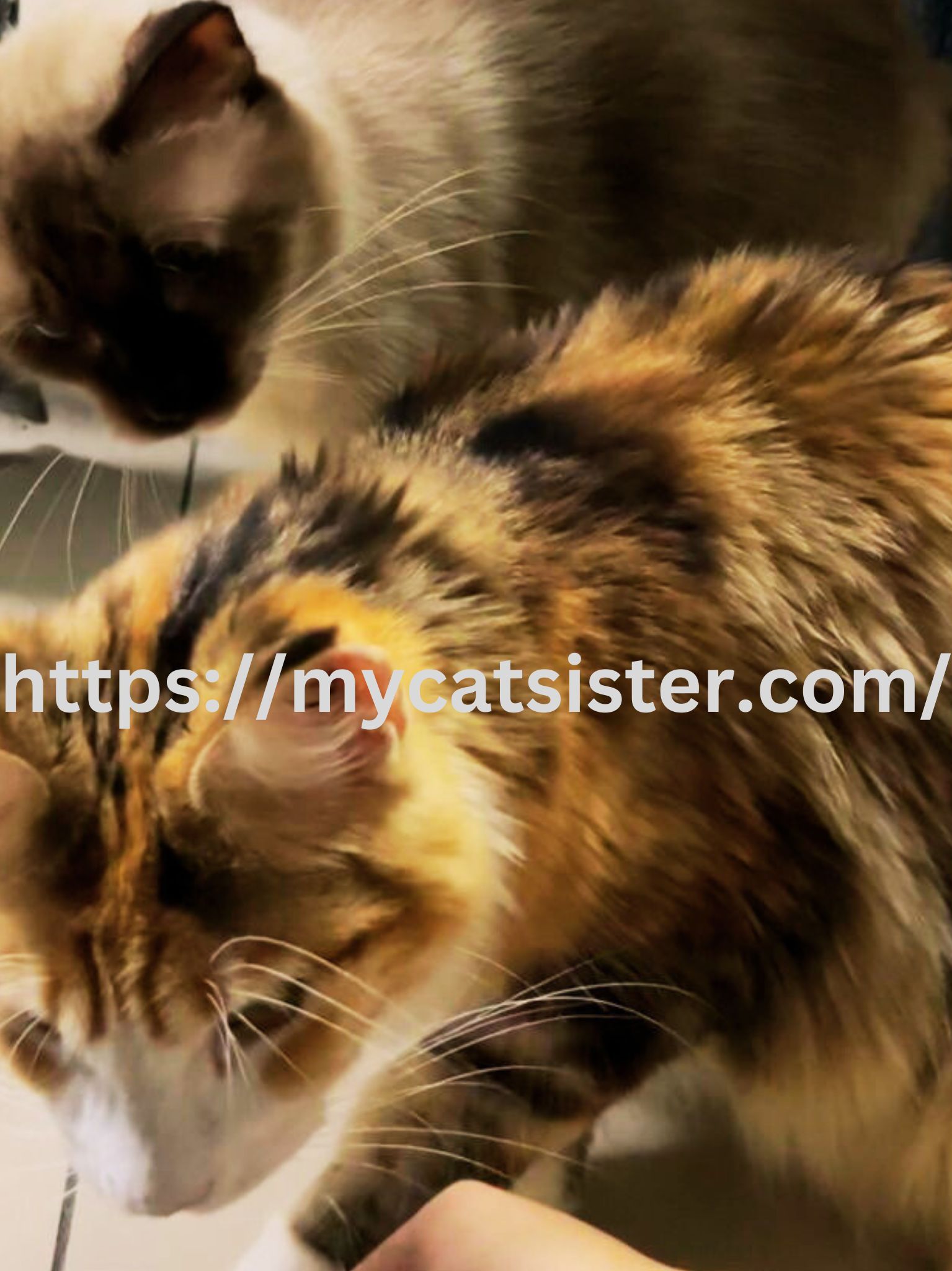 Cat Sitter Shah Alam | Cat Sitter Near Me 's image