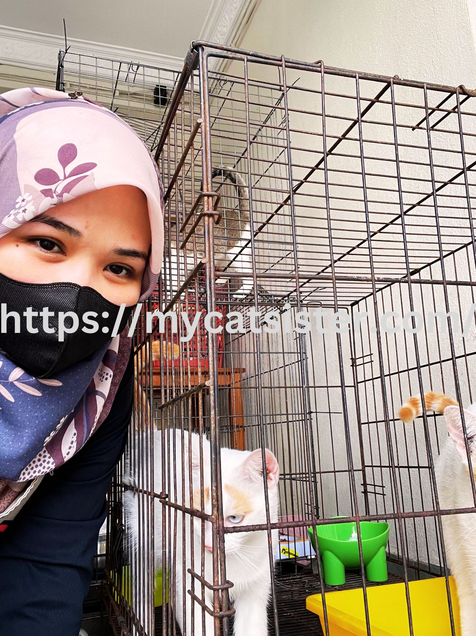 Cat Sitter Shah Alam | Cat Sitter Near Me 's image