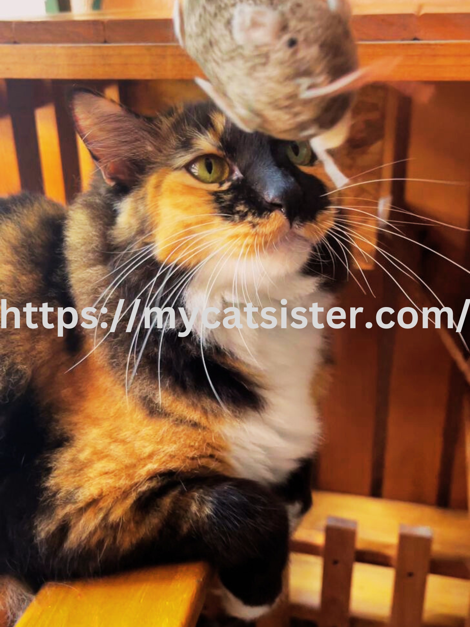 Cat Sitter Shah Alam | Cat Sitter Near Me 's image