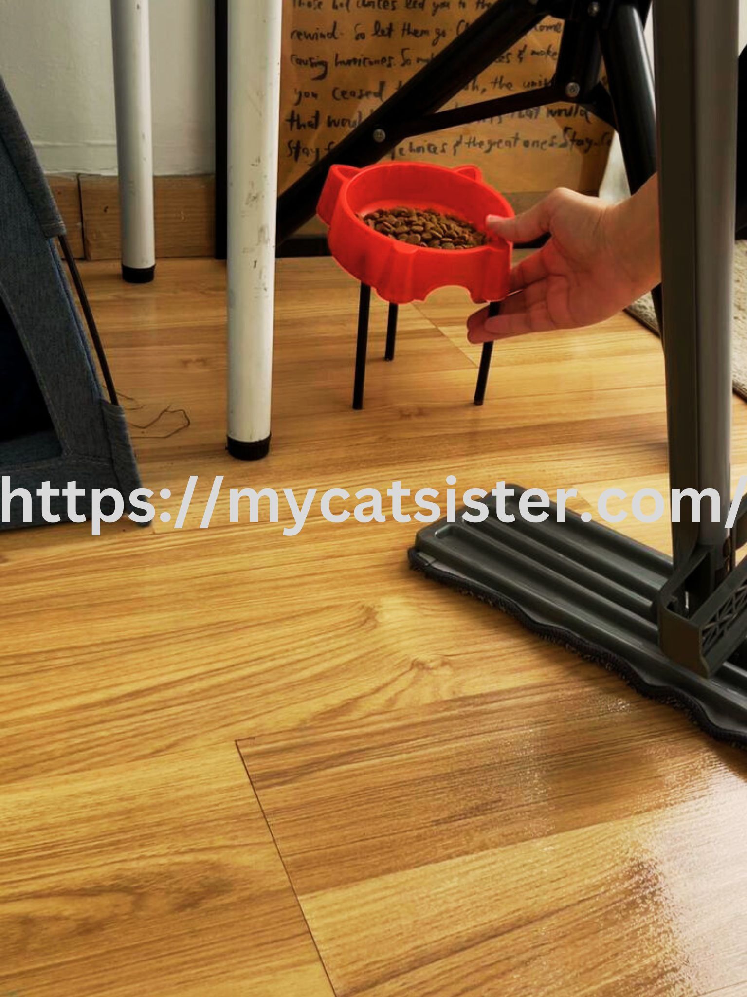 Cat Sitter Shah Alam | Cat Sitter Near Me 's image