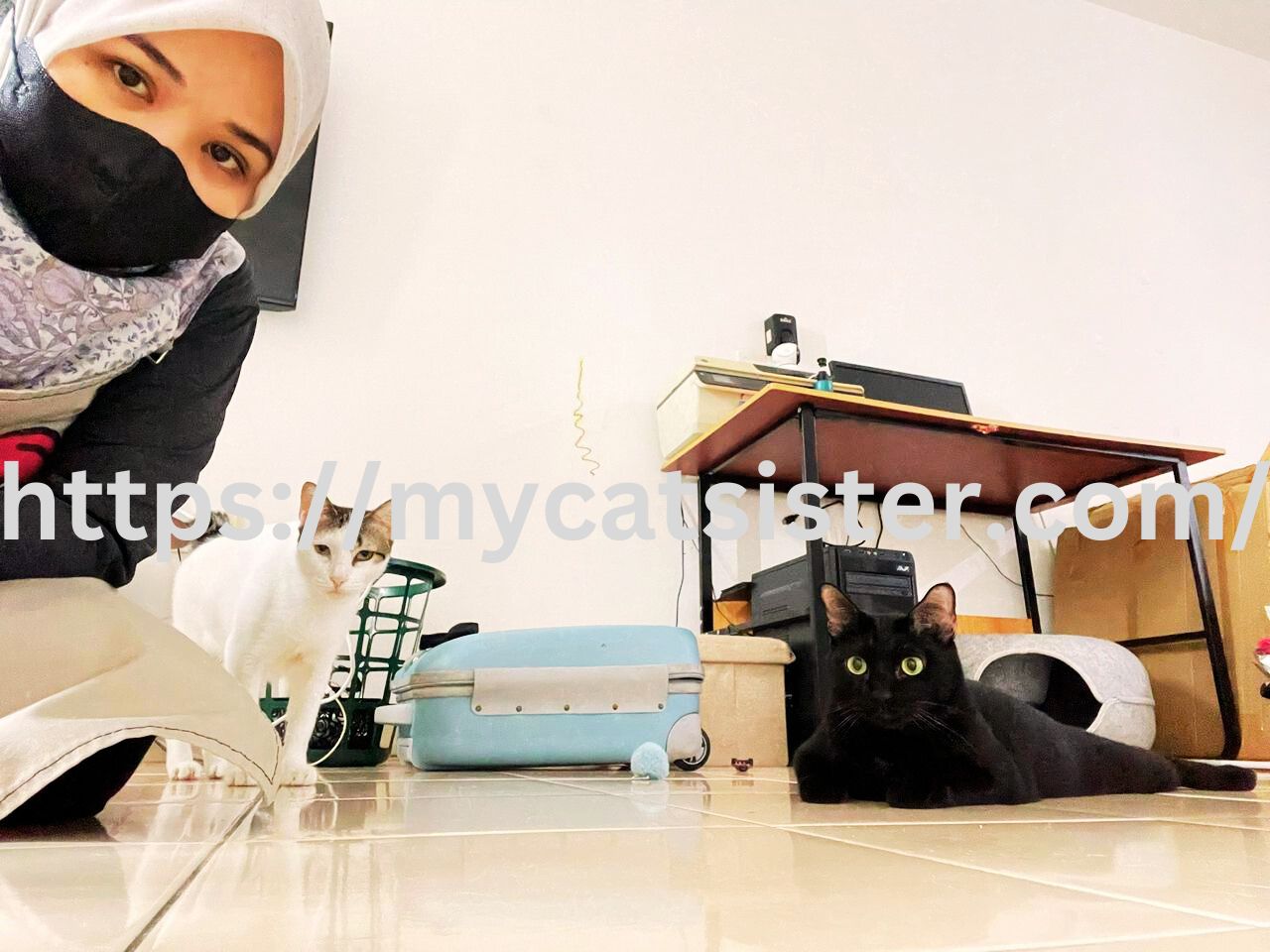 Cat Sitter Shah Alam | Cat Sitter Near Me 's image